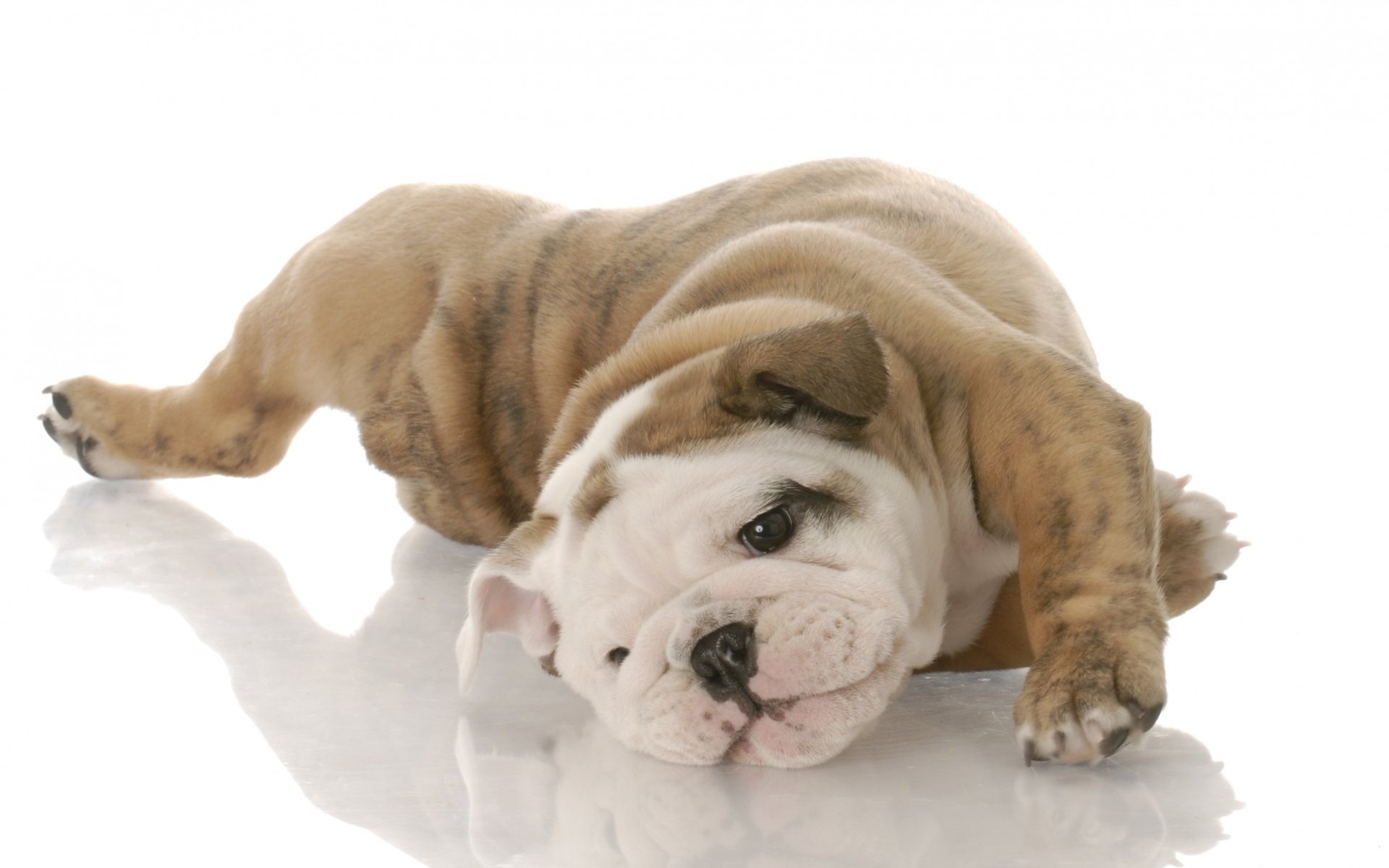 动物,萌宠,狗,汪星人