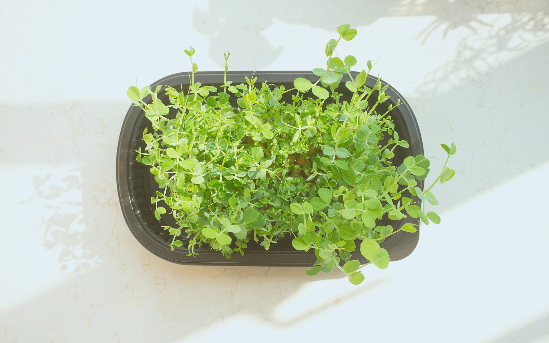 小清新,清新淡雅,盆栽