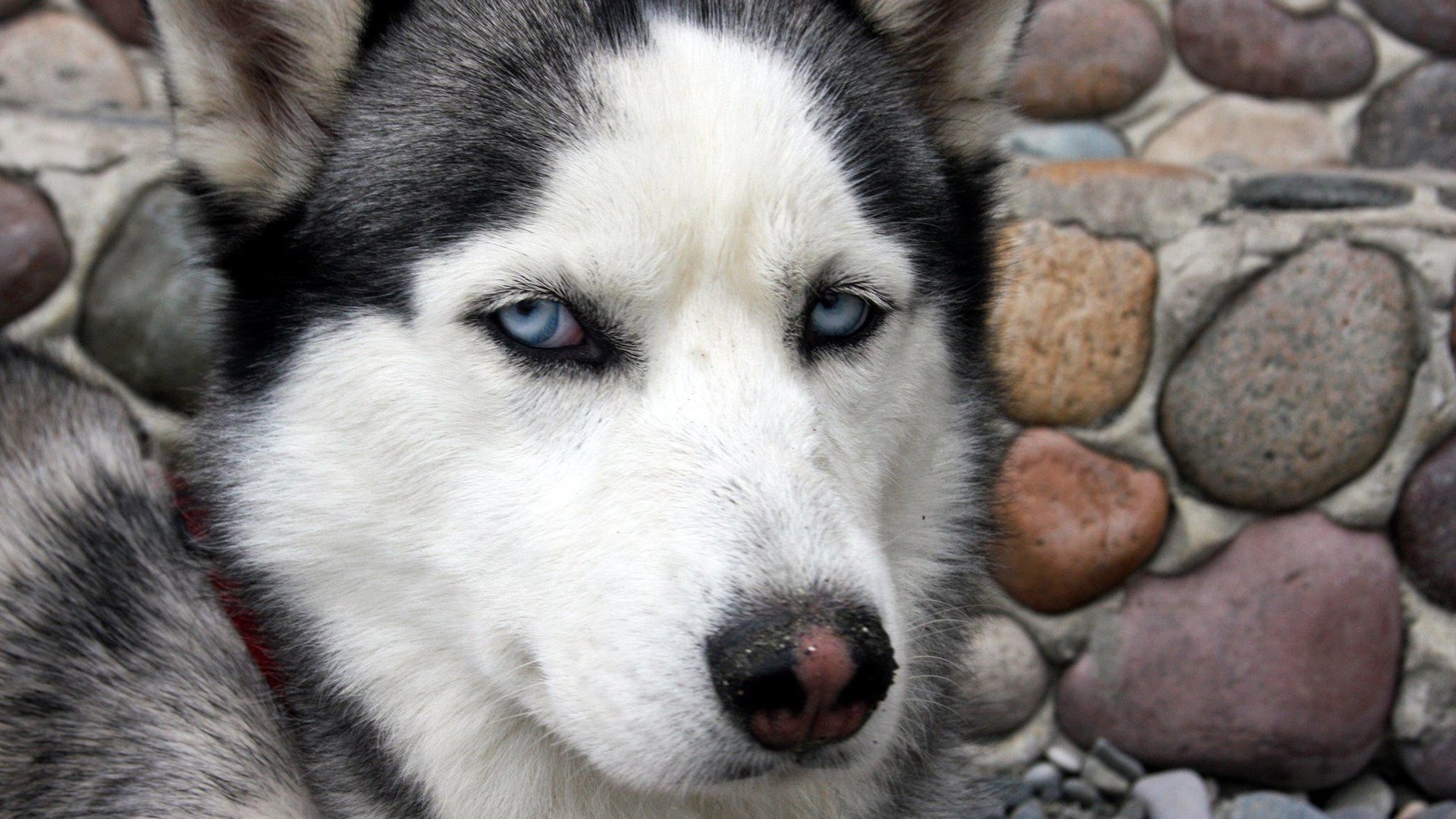 萌宠,动物,狗,汪星人,哈士奇