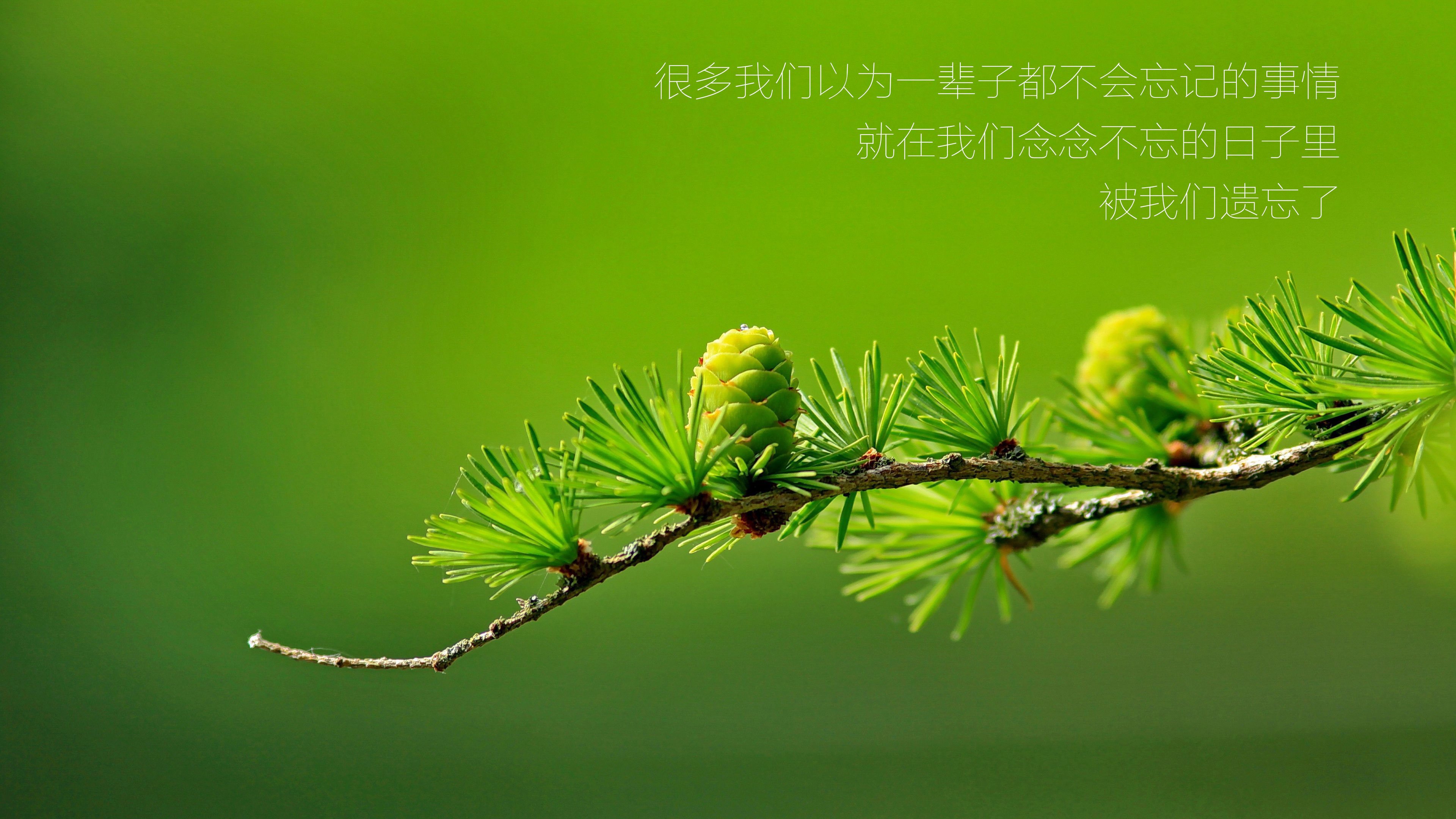 绿色,遗忘,文字