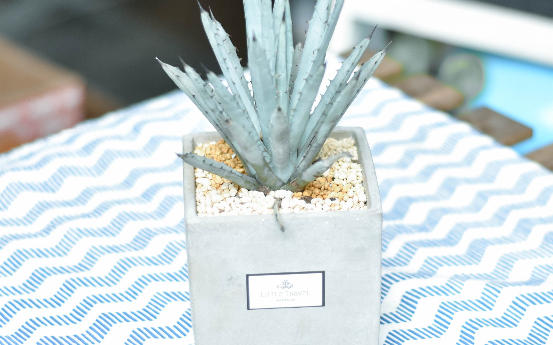 小清新,静物写真,盆栽