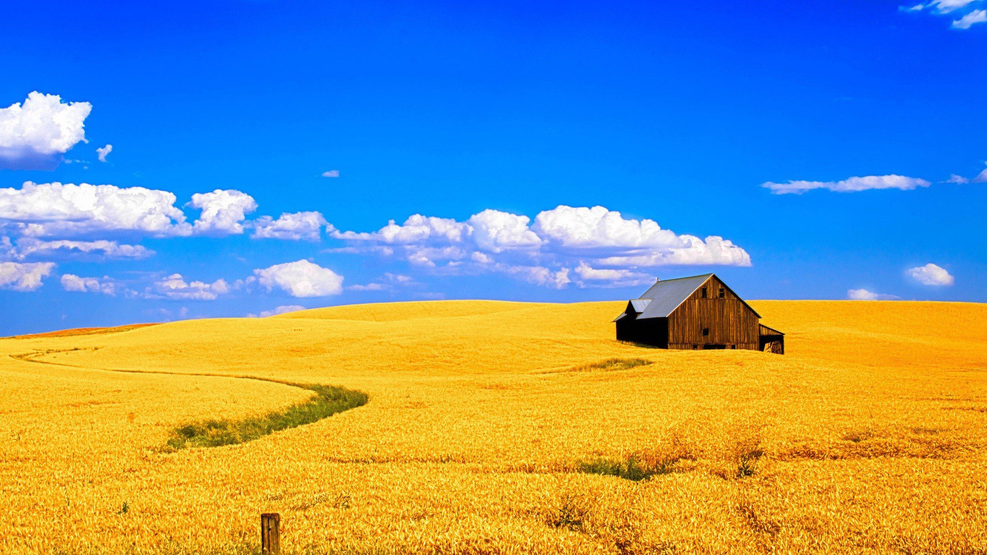 风景,麦田,蓝天白云