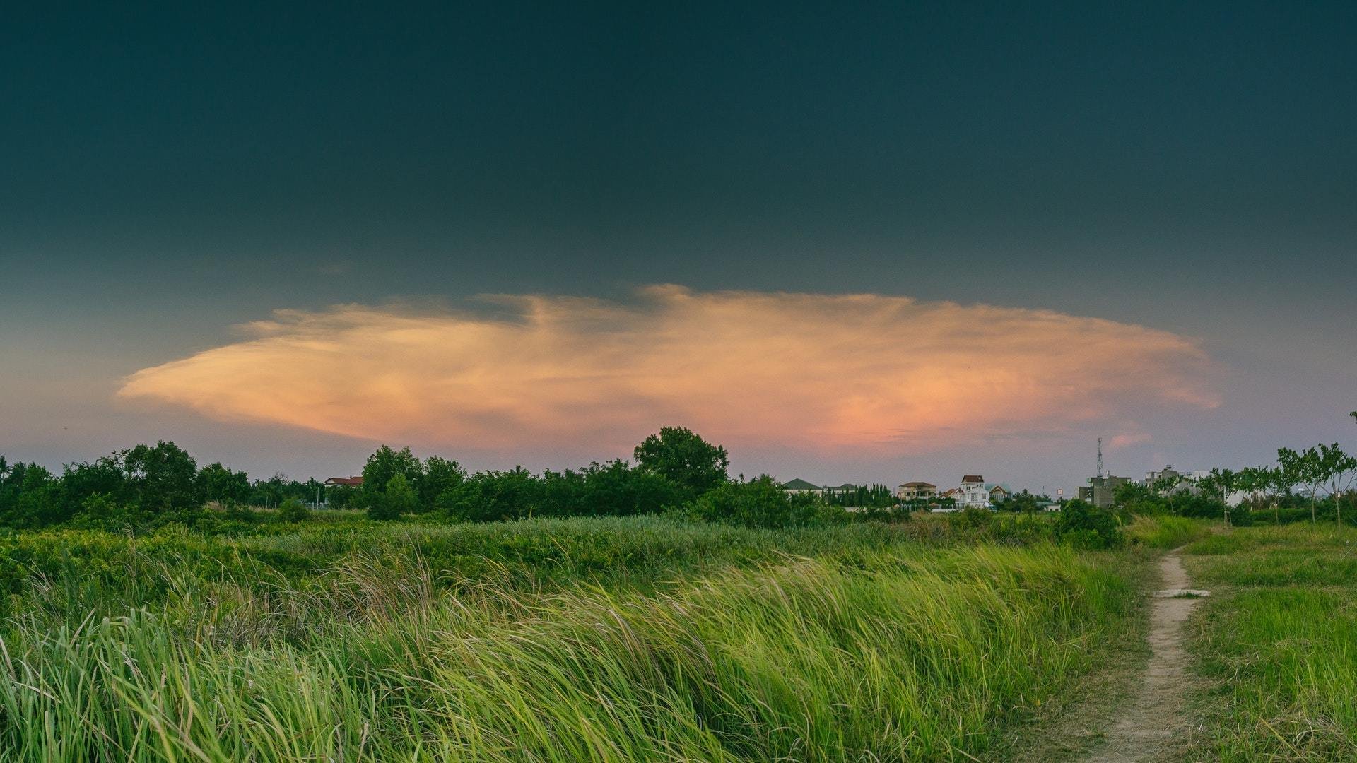 风景,黄昏,麦田