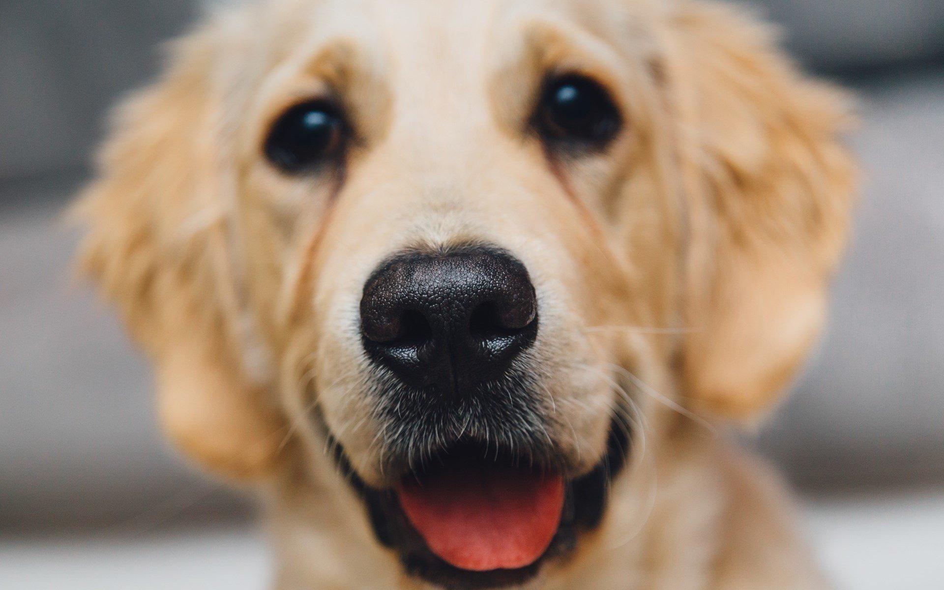 萌宠,动物,汪星人,狗,金毛