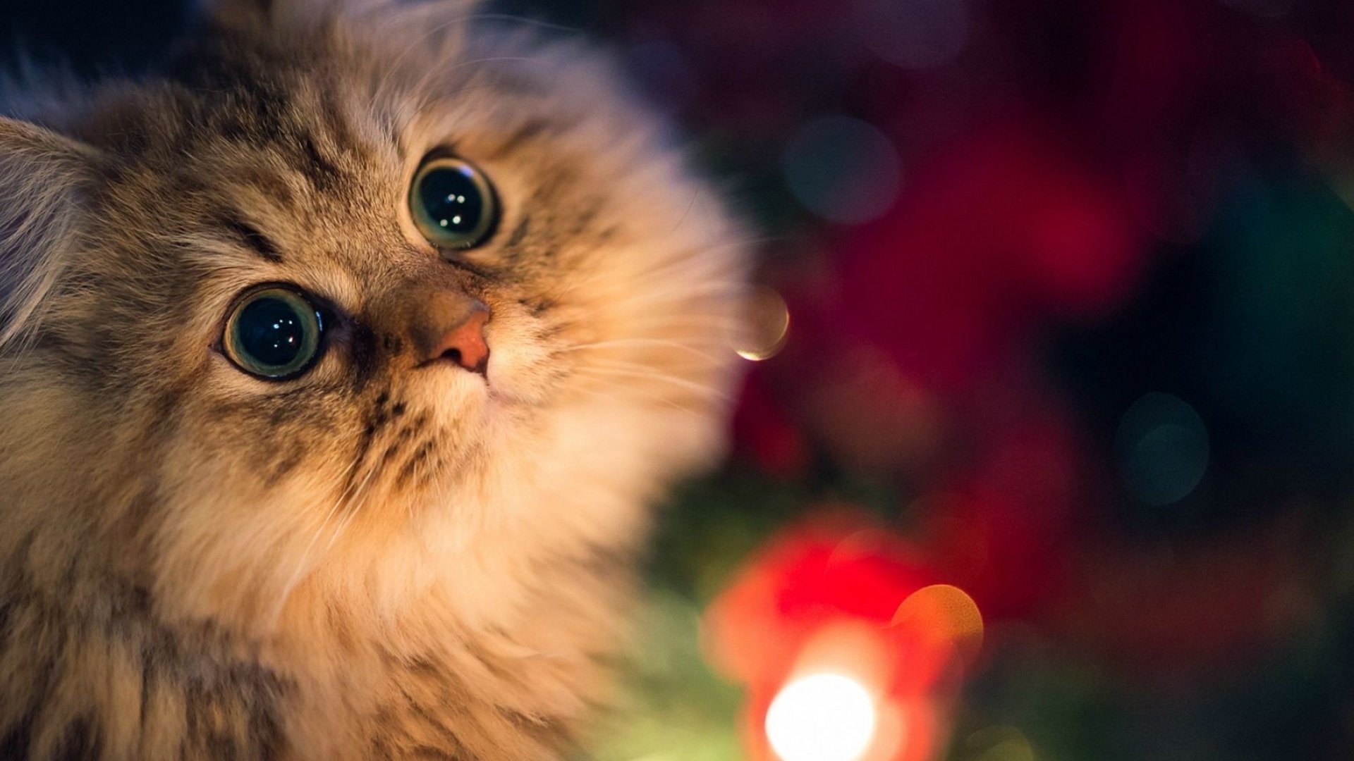 萌宠,喵星人,猫咪