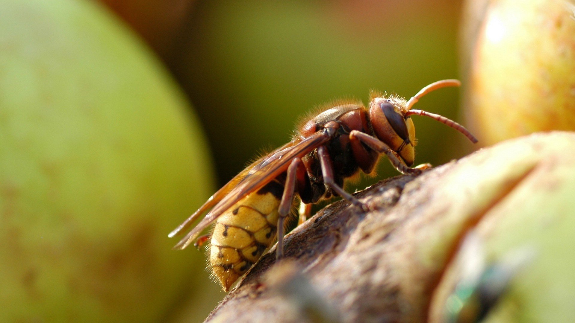 动物,蜜蜂,马蜂