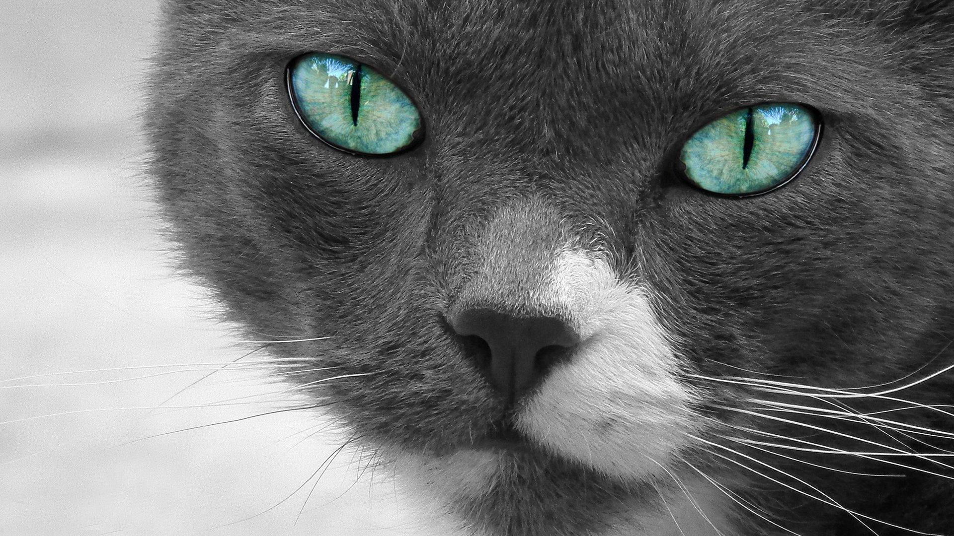 萌宠,喵星人,猫咪