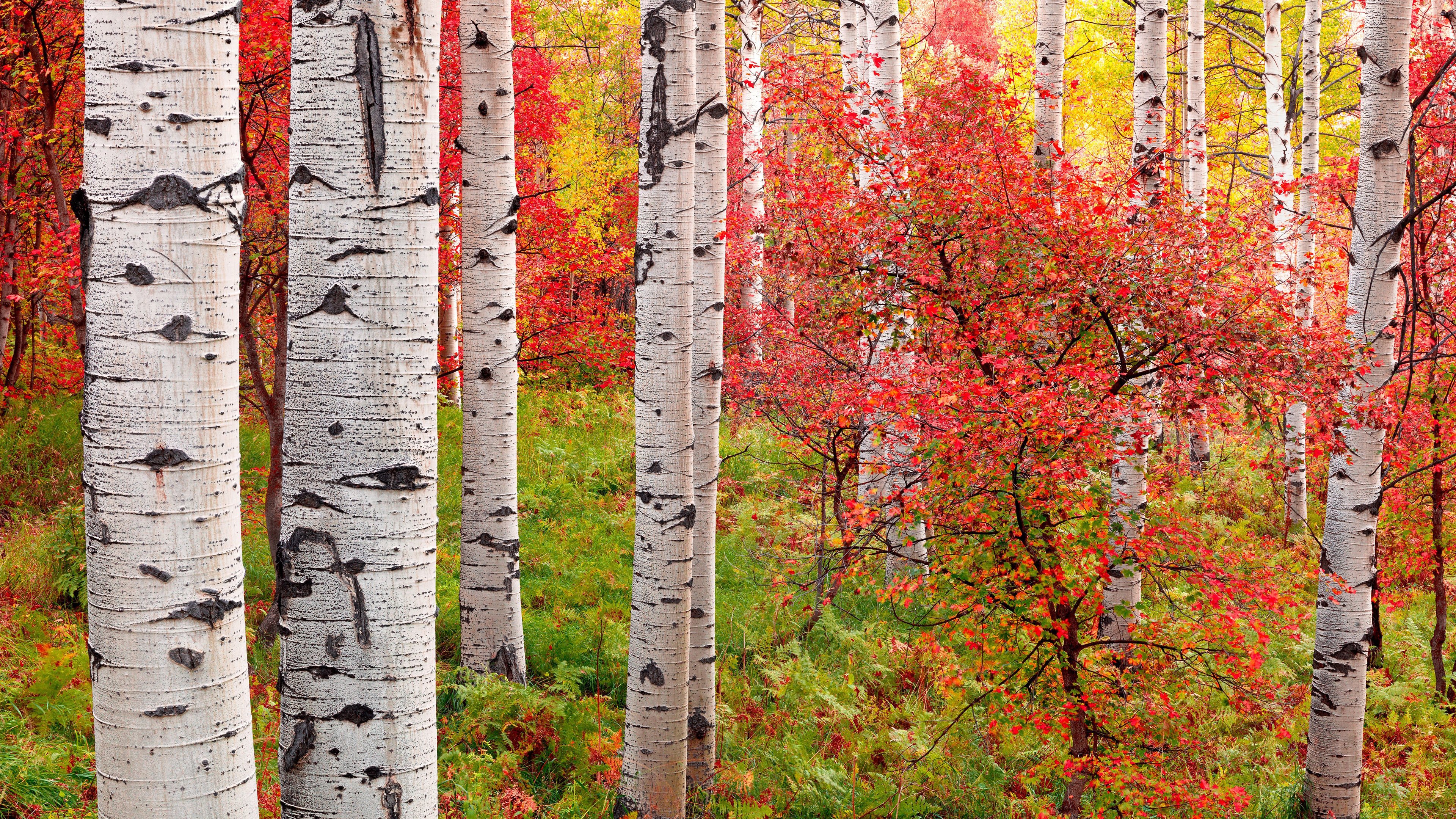 4K,小清新,秋景,森林
