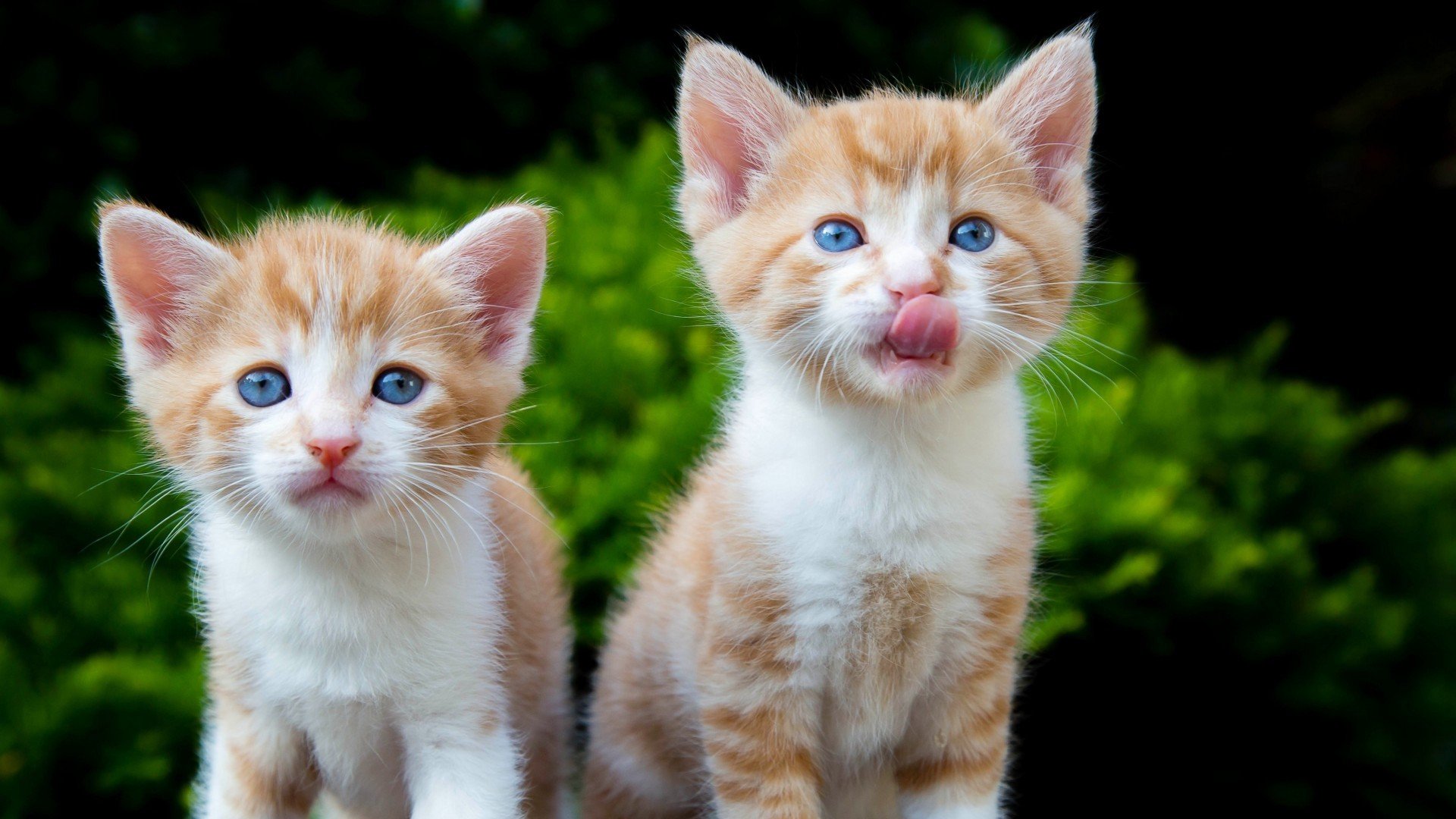 萌宠,喵星人,猫咪