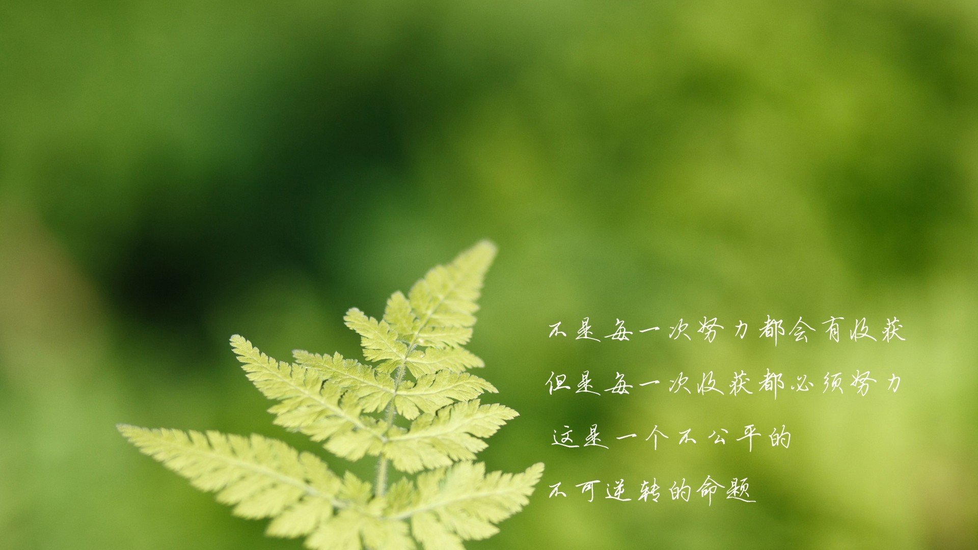 文字,努力,收获