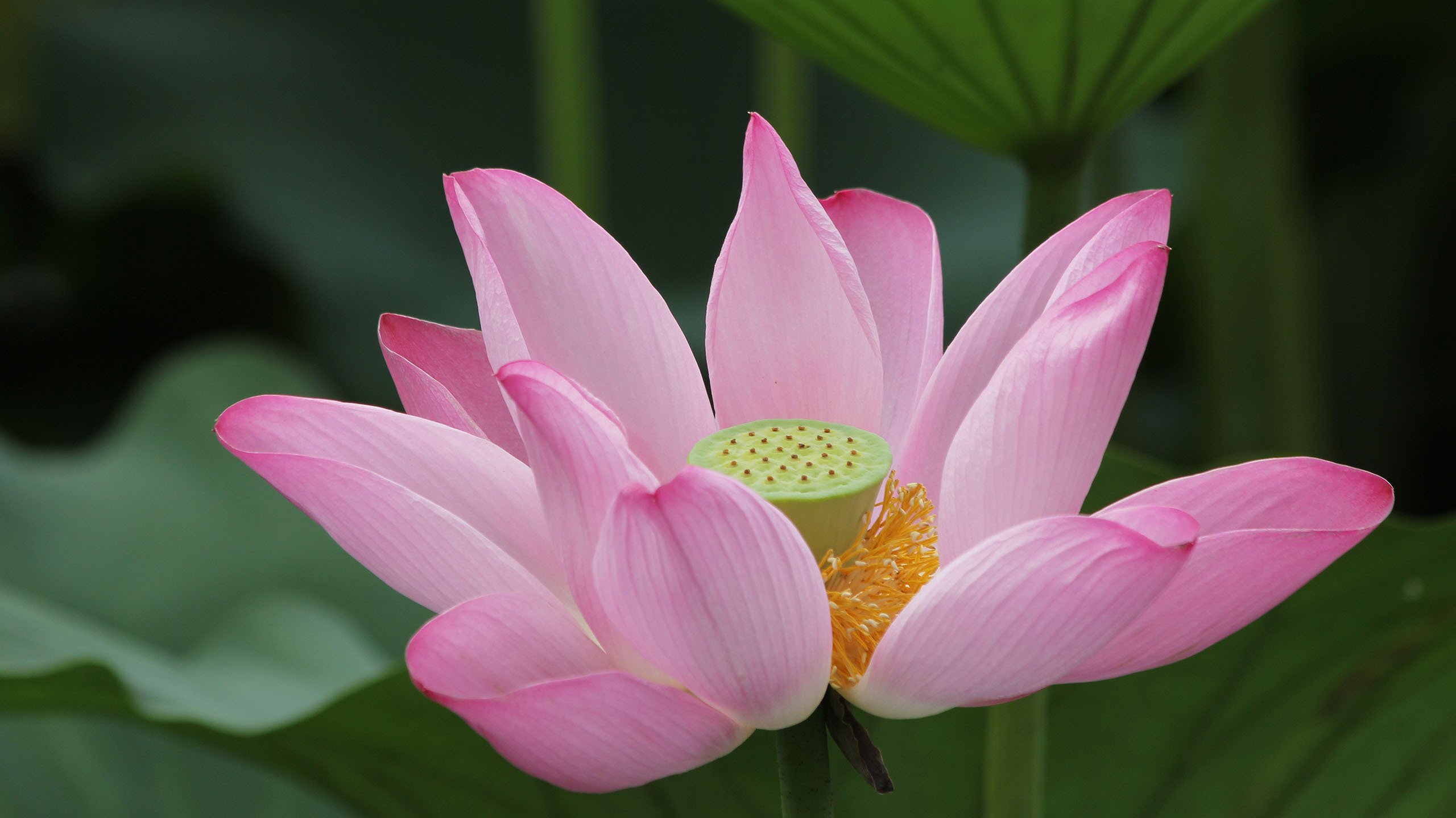 小清新,清新淡雅,荷花