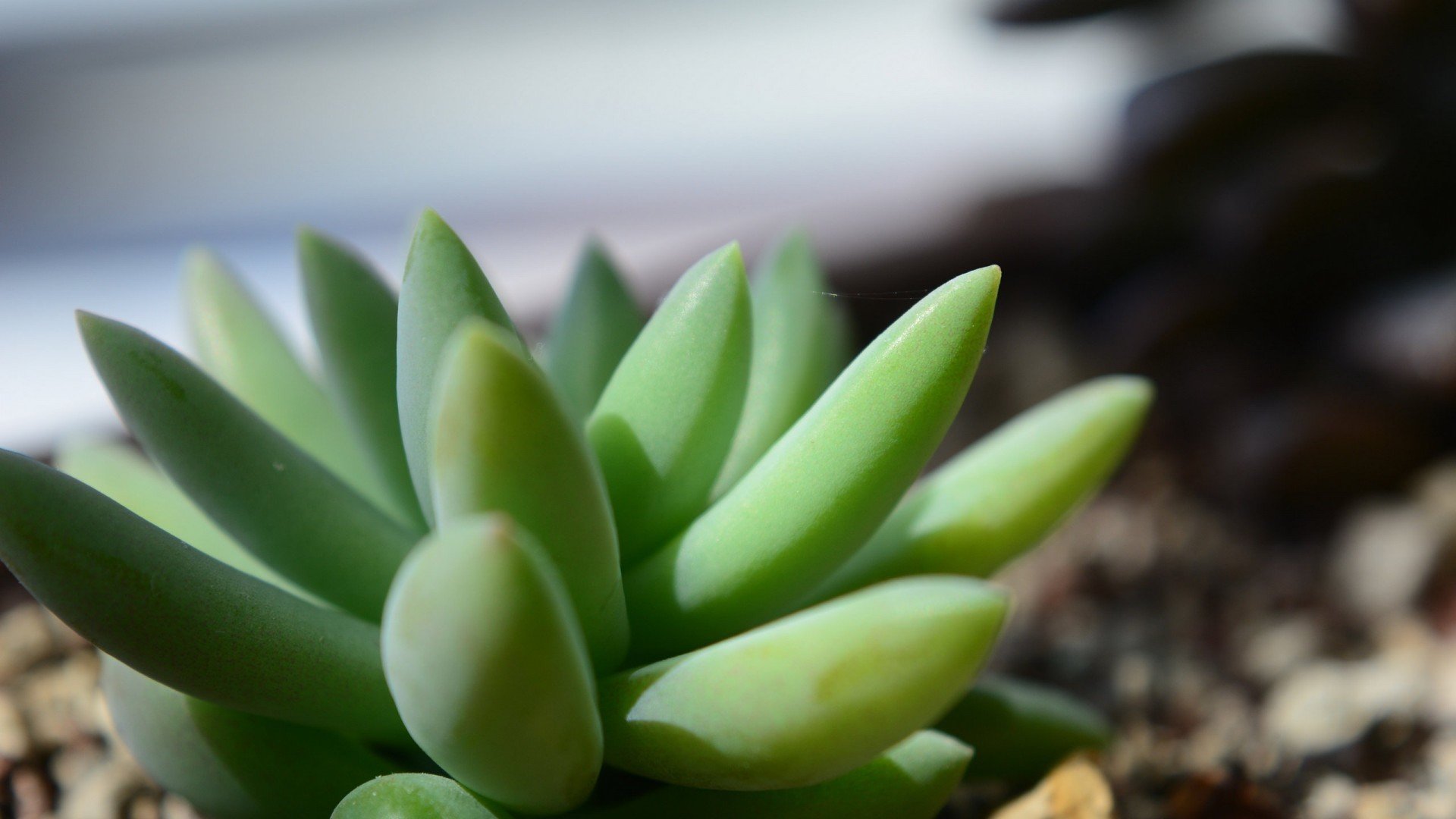 小清新,静物写真,盆栽,多肉