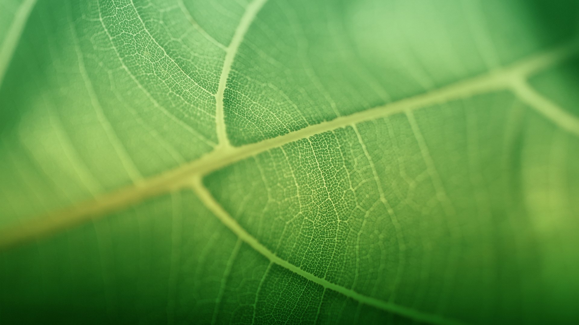 小清新,护眼壁纸,绿叶