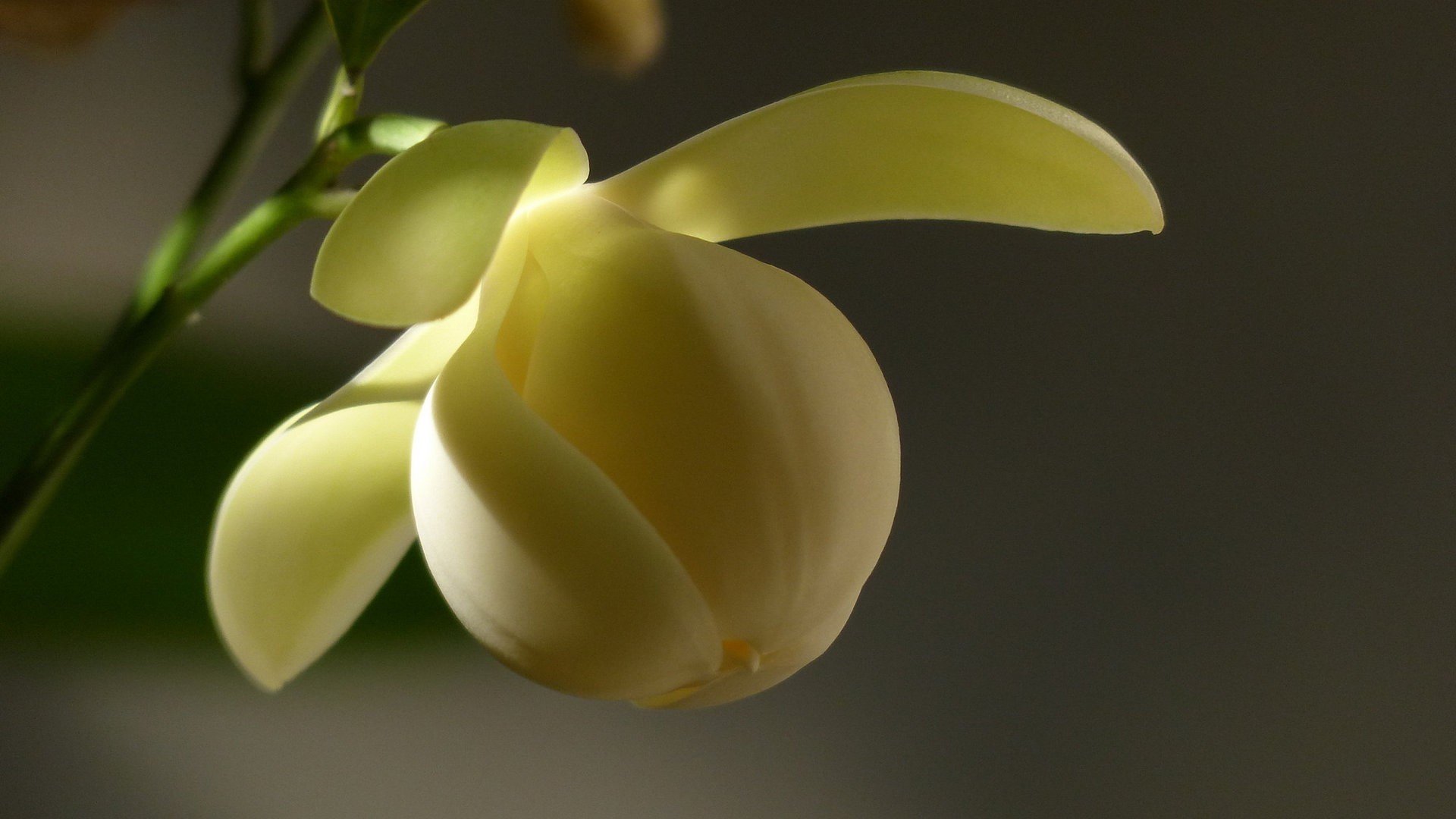 小清新,清新淡雅,奇异夜香木兰花