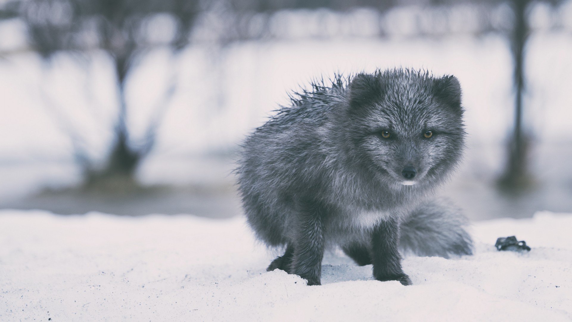 动物,萌宠,狐狸