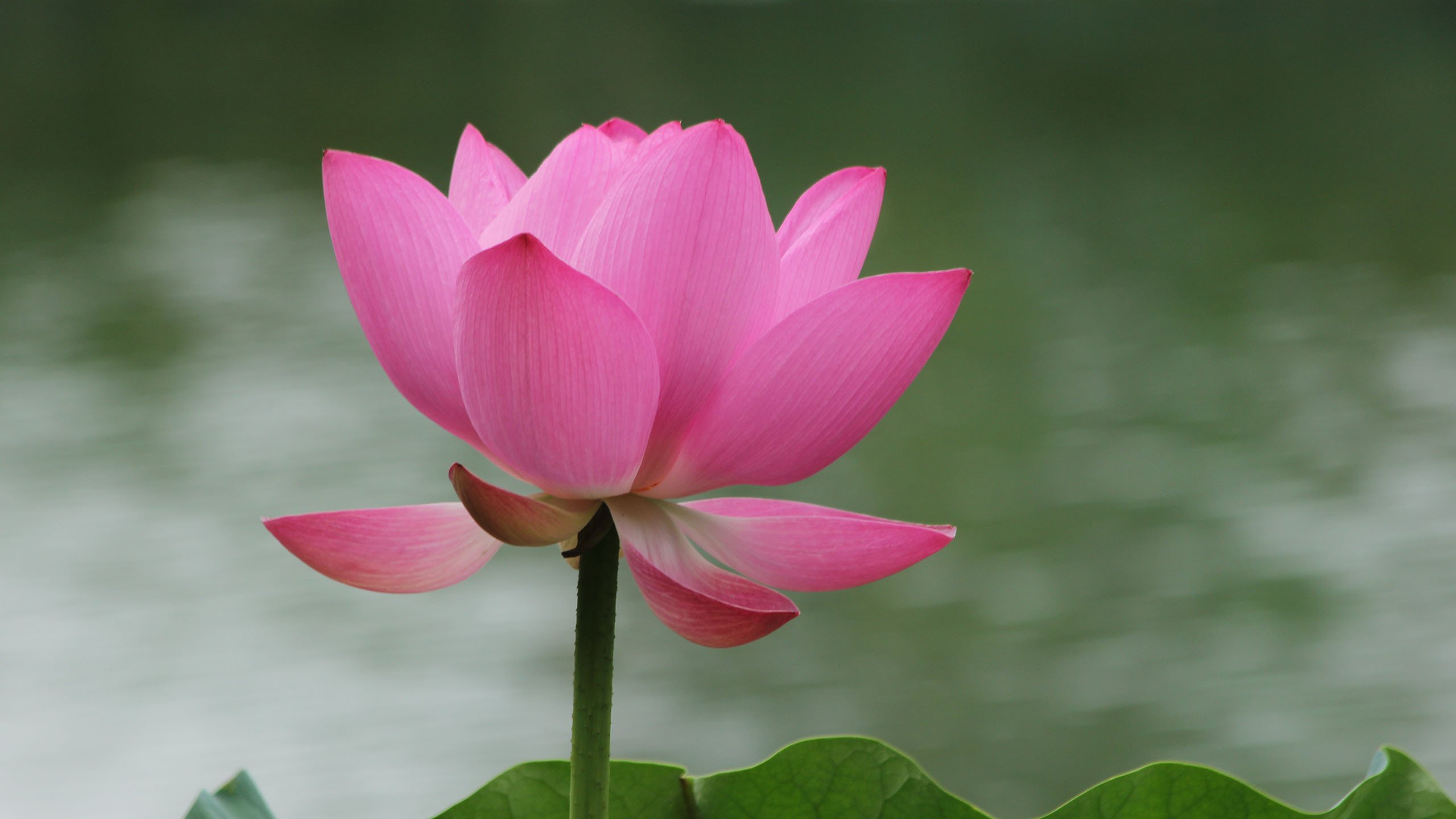 小清新,清新淡雅,荷花