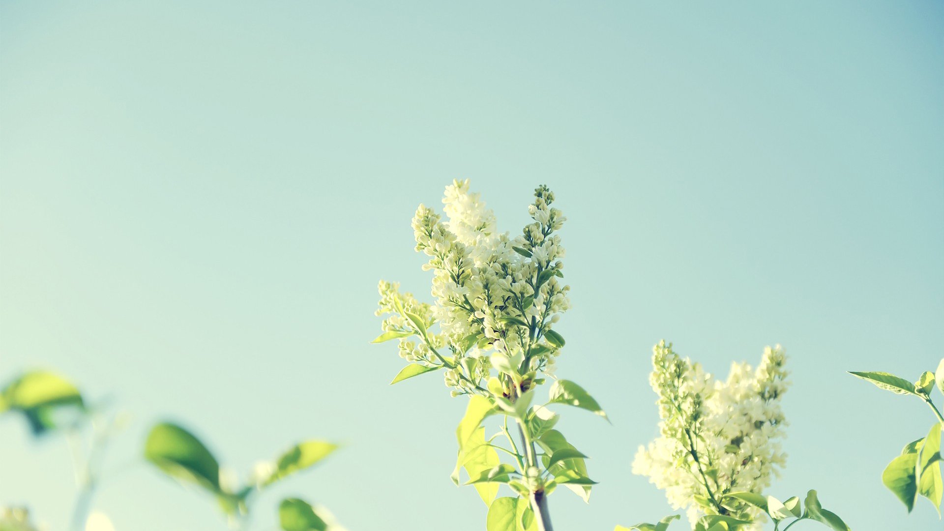 小清新,清新淡雅,花朵,植物