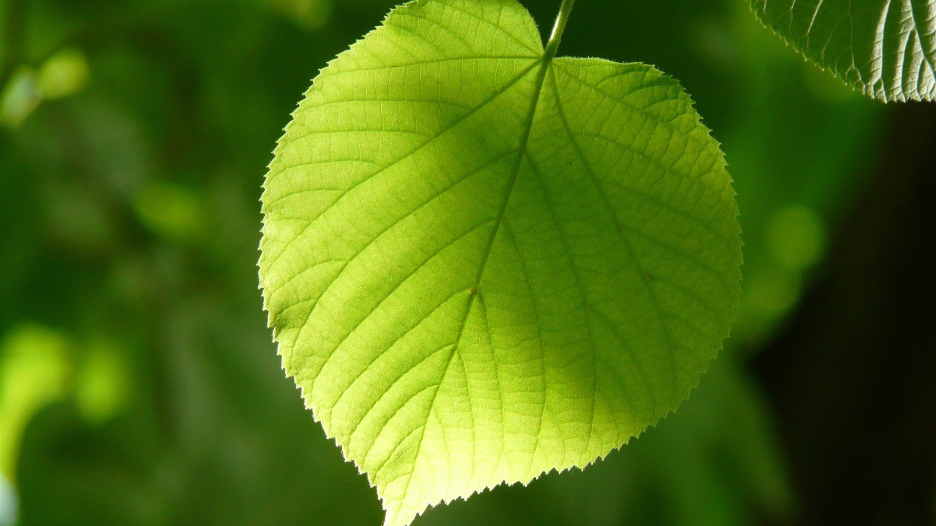 小清新,树叶,绿色,护眼壁纸