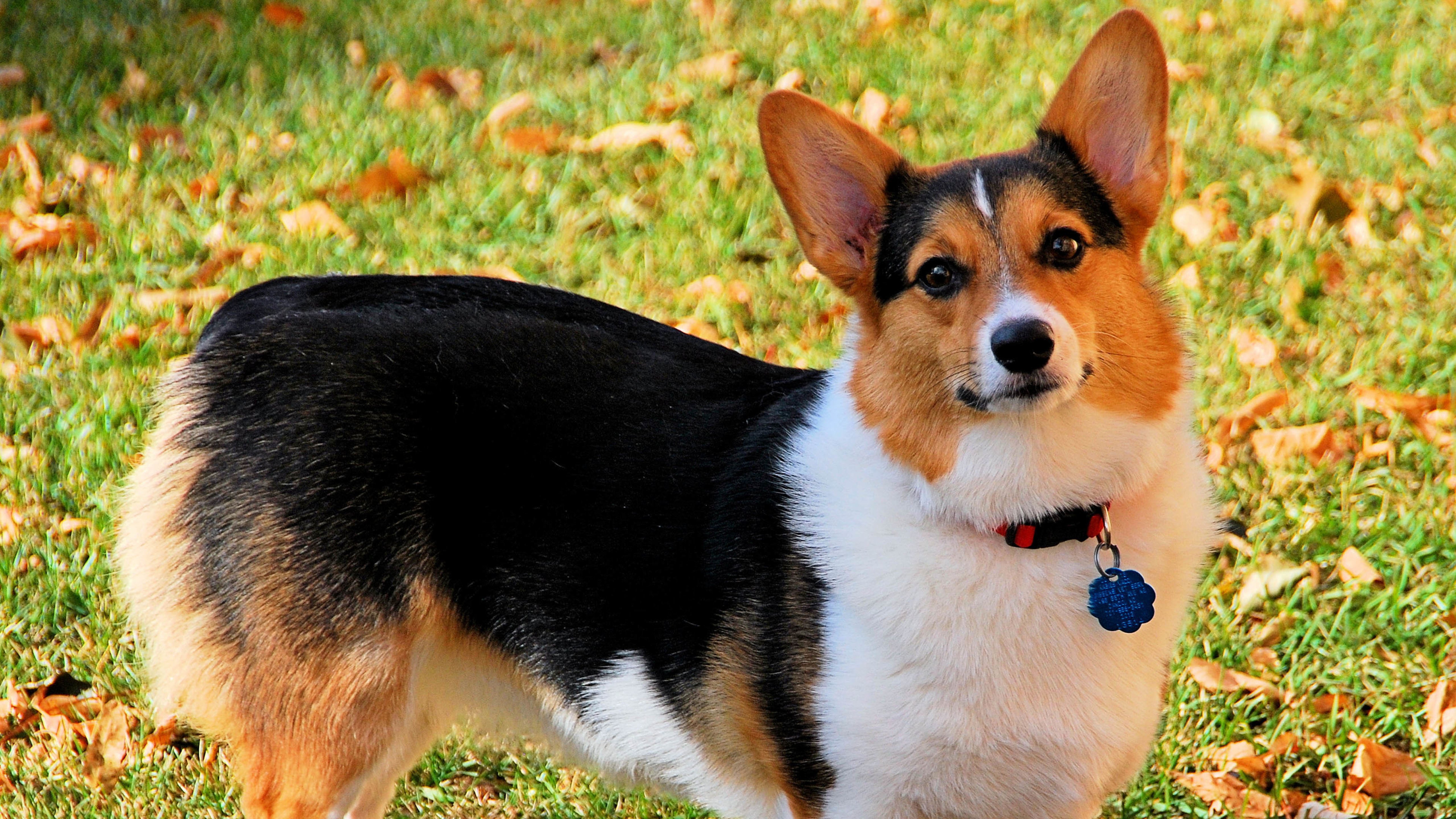 4K,萌宠,动物,柯基犬