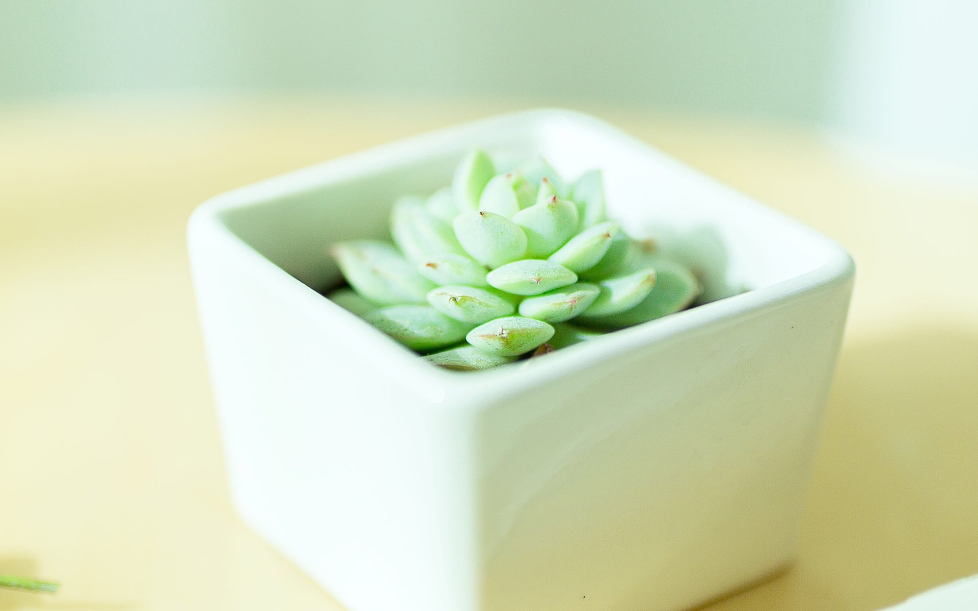 小清新,静物写真