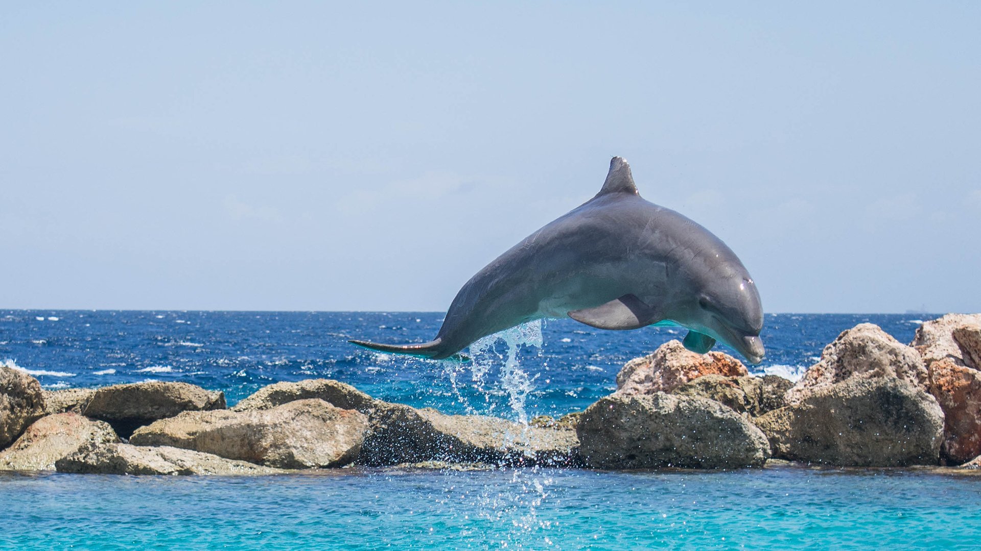萌宠,动物,海底世界,海豚