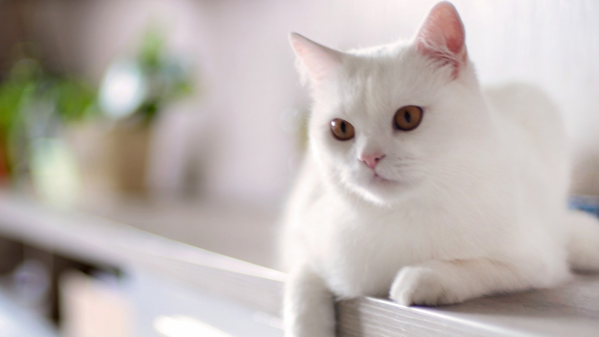 动物,萌宠,猫,喵星人