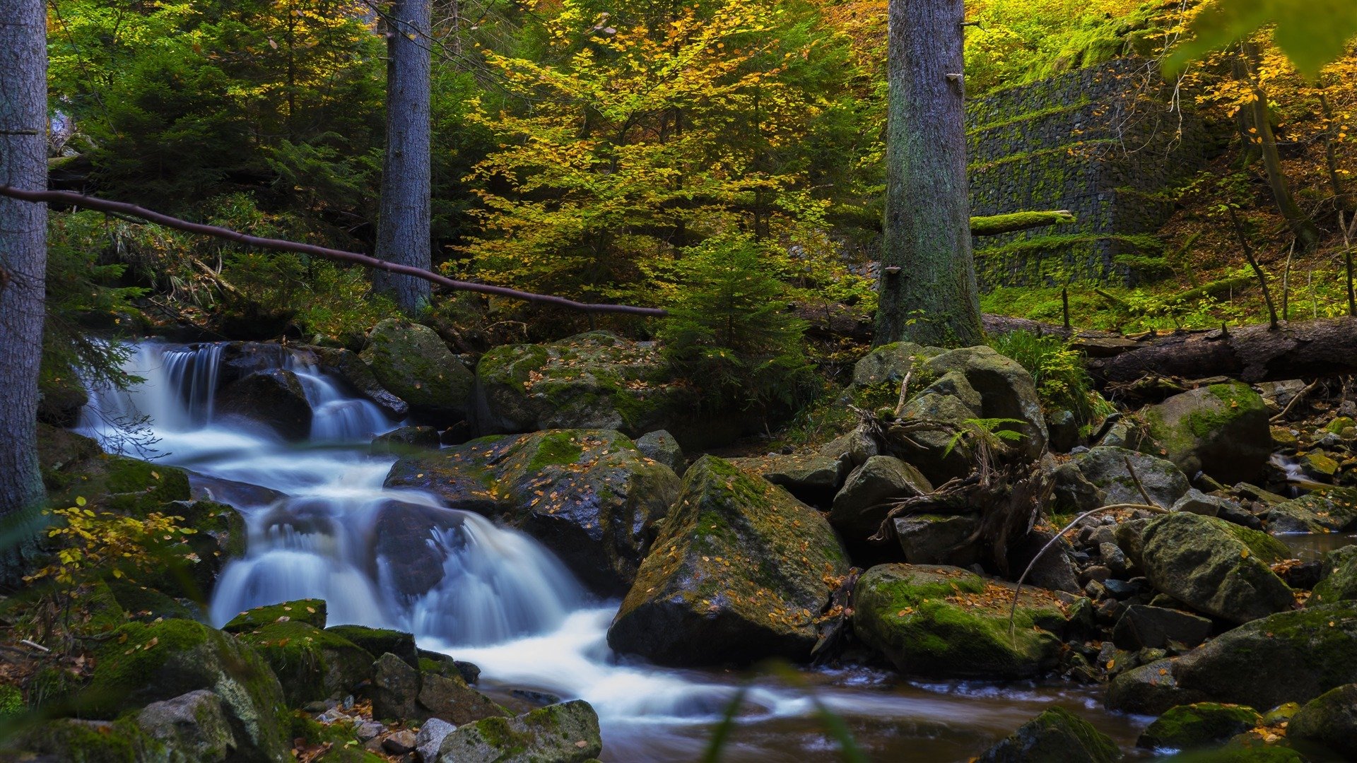 风景,自然风光,溪流,森林