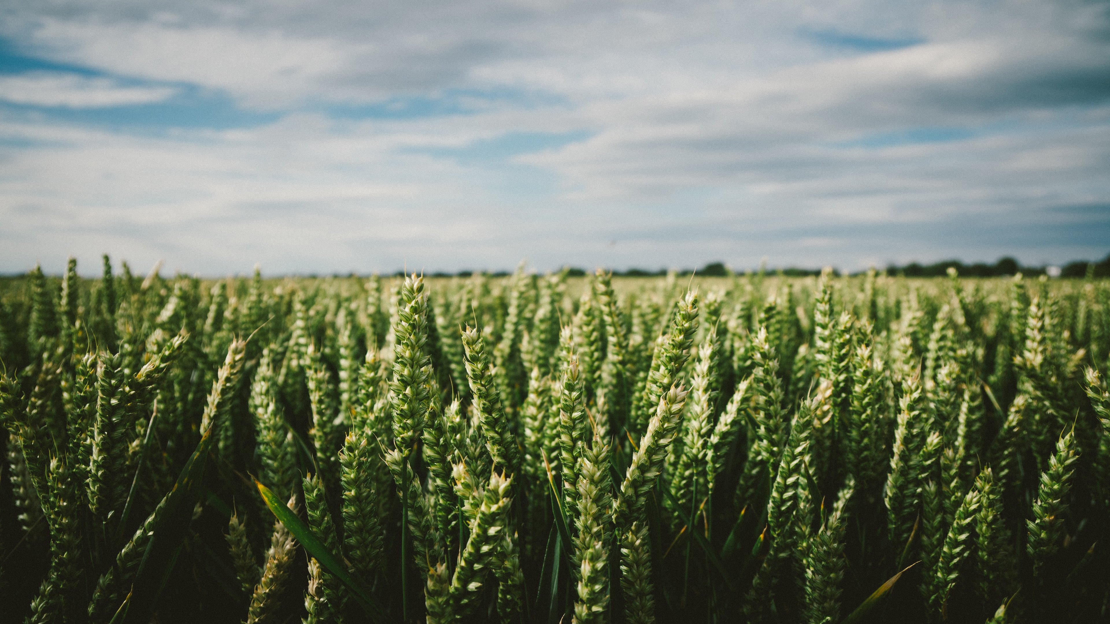 4K,风景,田野,麦穗