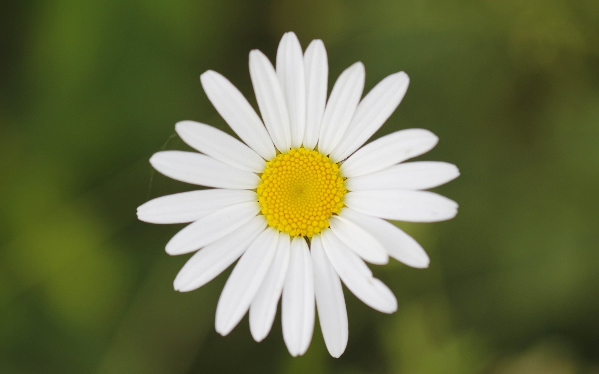 小清新,清新淡雅,花朵
