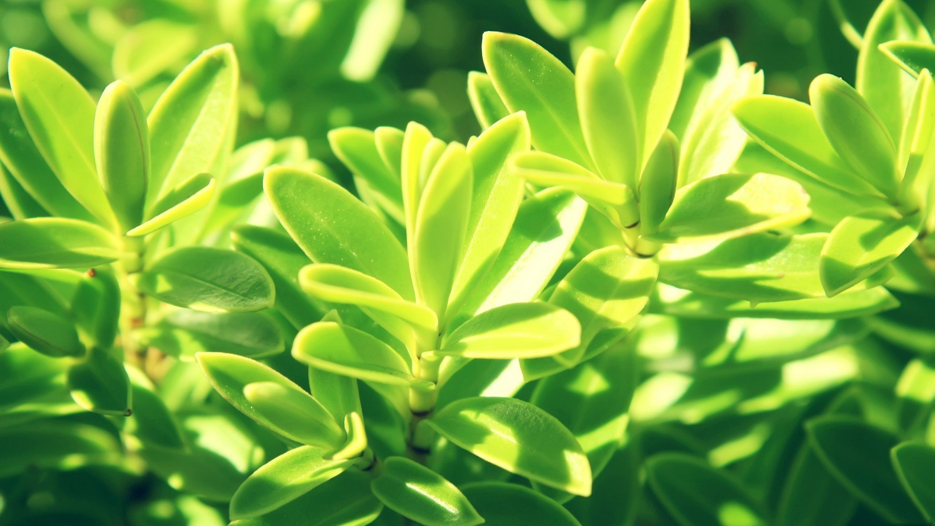 小清新,护眼壁纸