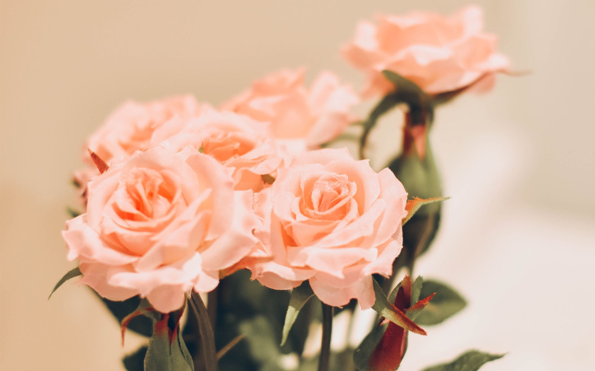 小清新,植物,花卉,鲜花