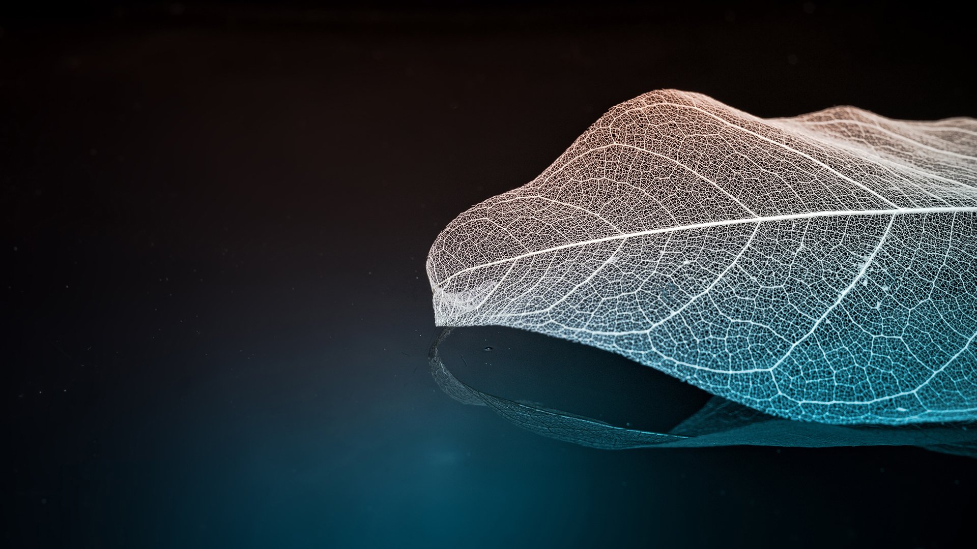 炫酷时尚,简约,树叶