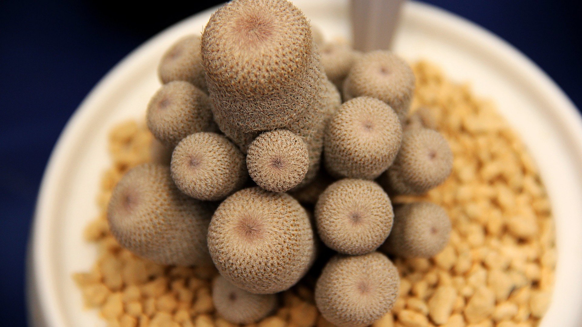 小清新,静物写真,多肉