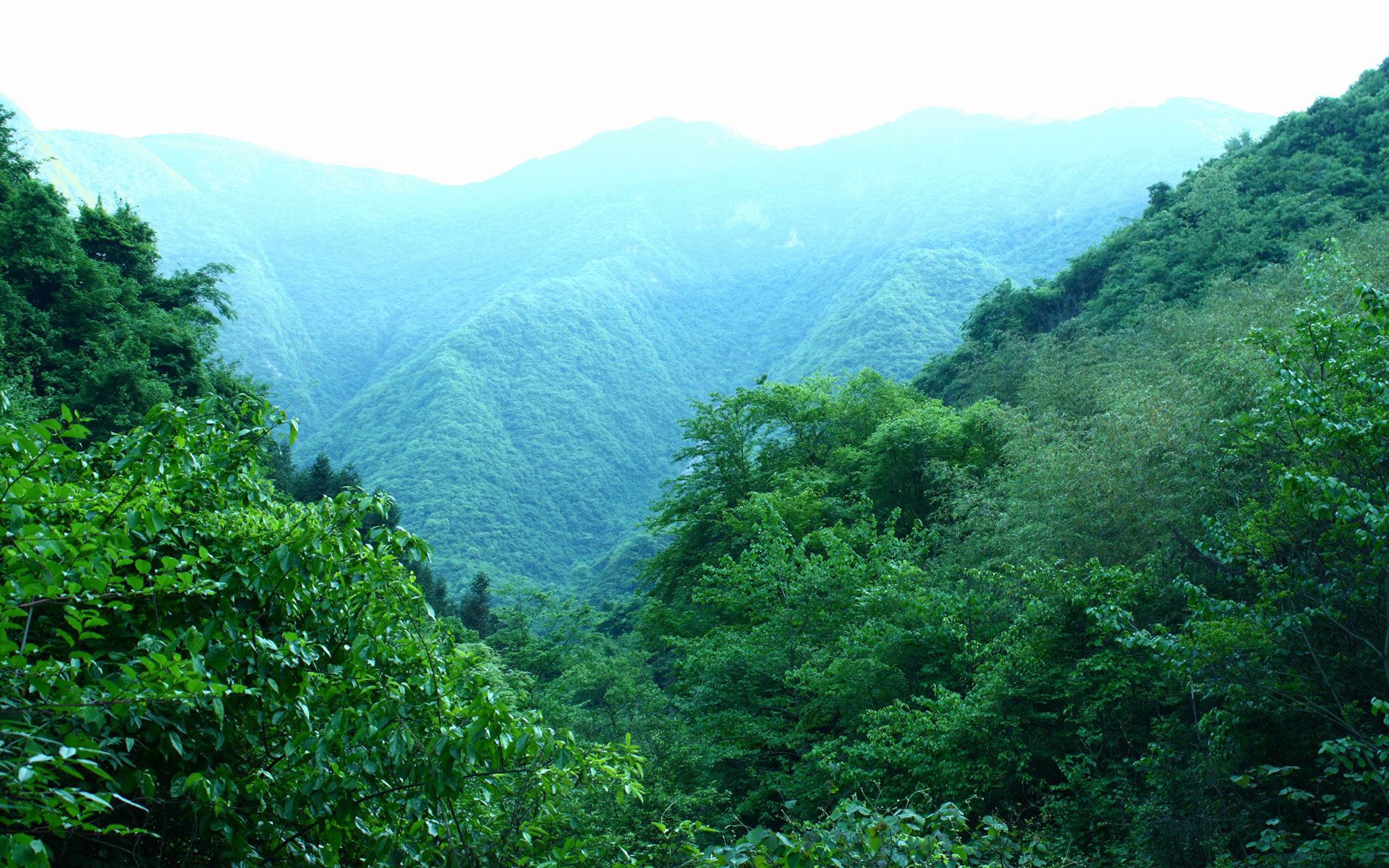 风景,自然风光,森林,植物