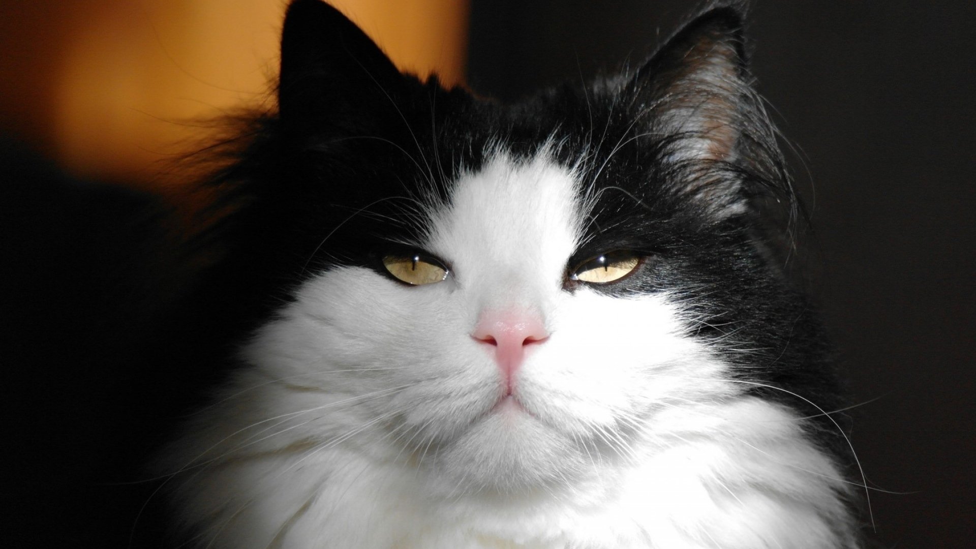 动物,萌宠,猫,喵星人