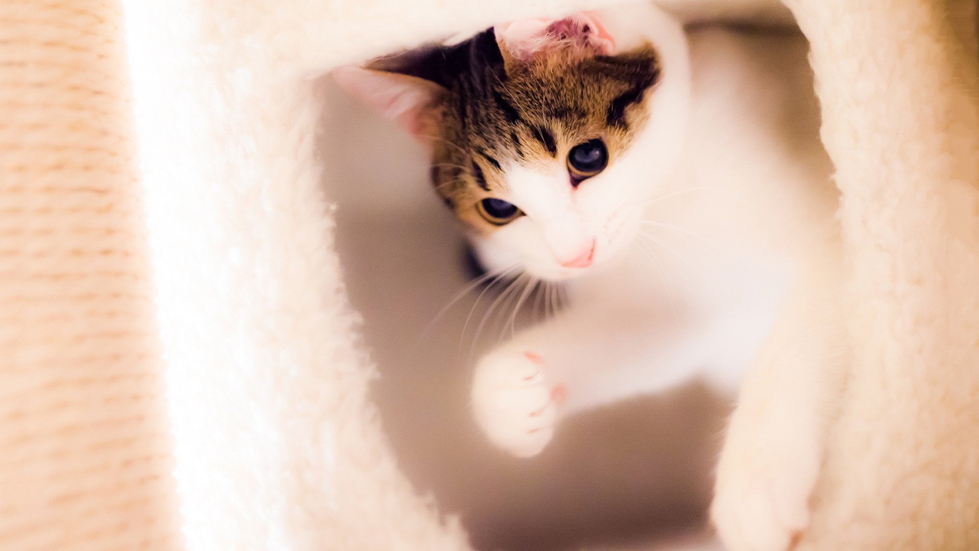 萌宠,喵星人,猫咪