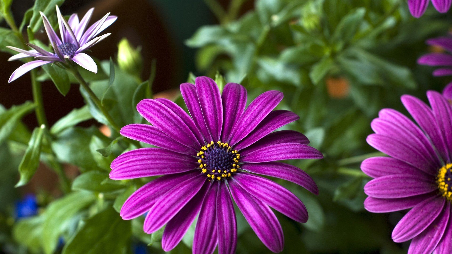 小清新,娇艳欲滴,花朵