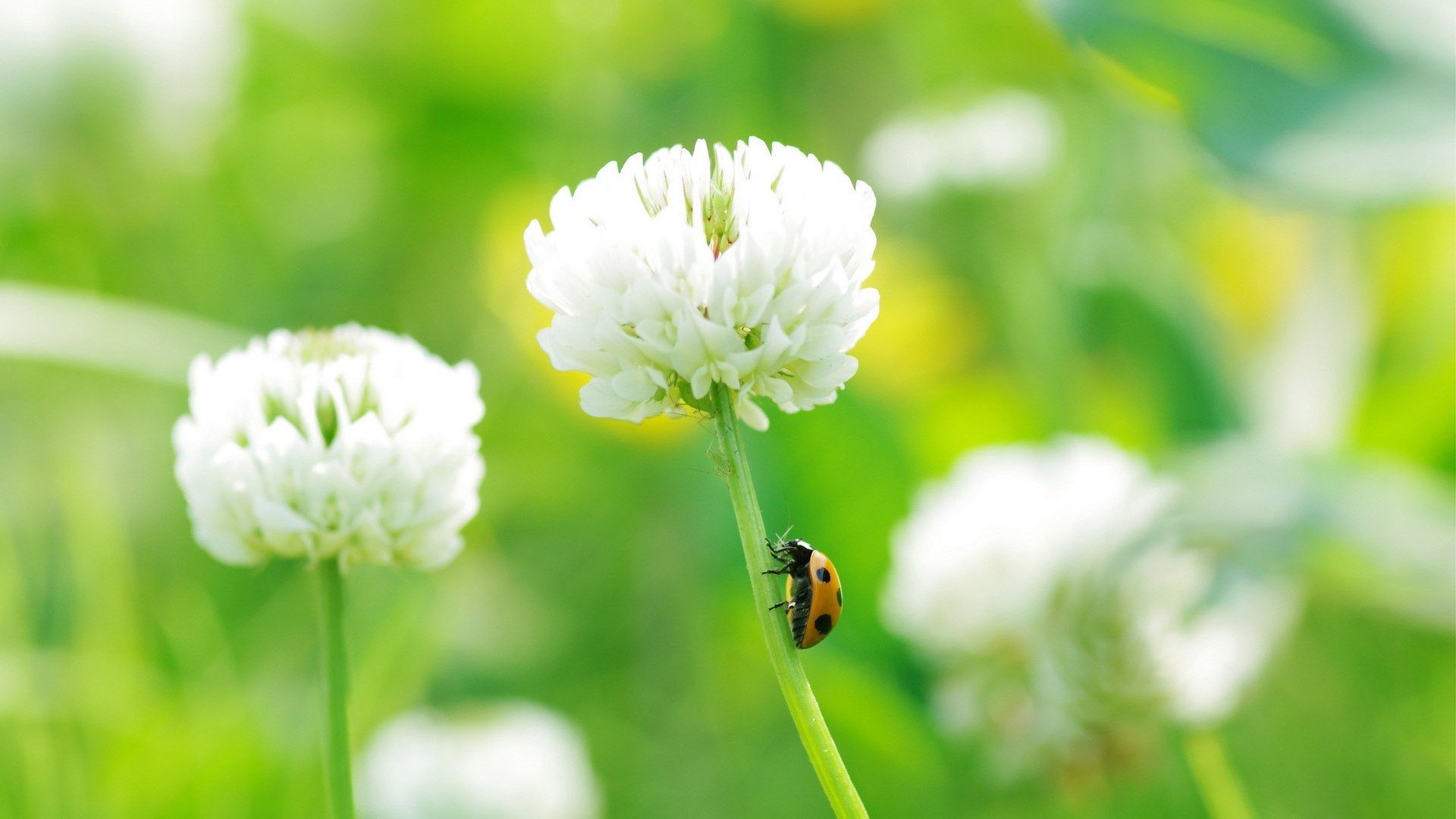 小清新,鸟语花香