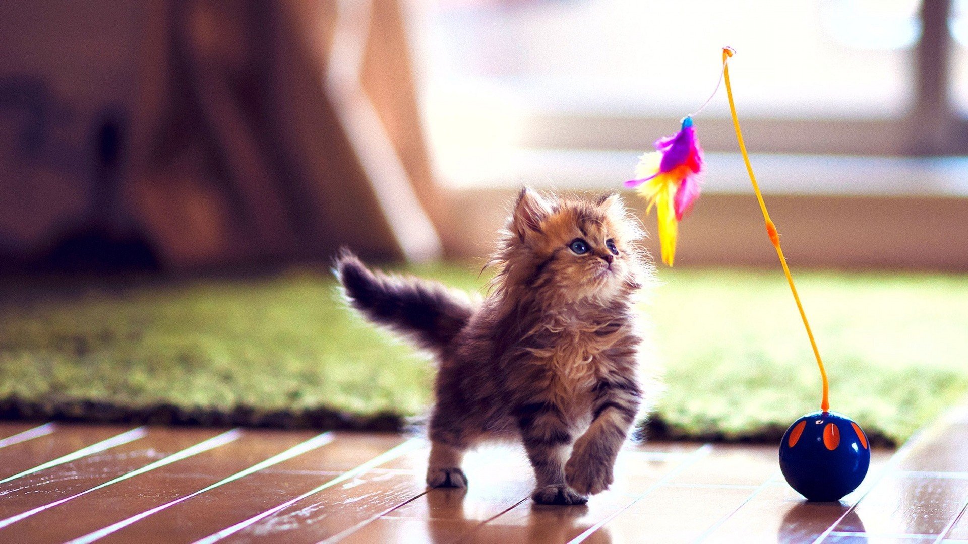 萌宠,喵星人,猫咪