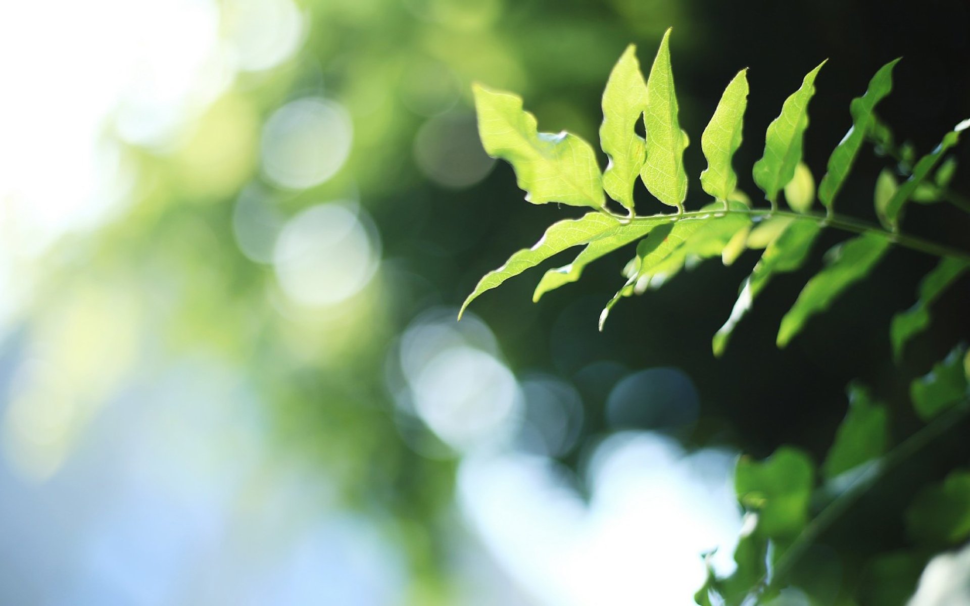 小清新,植物,绿叶