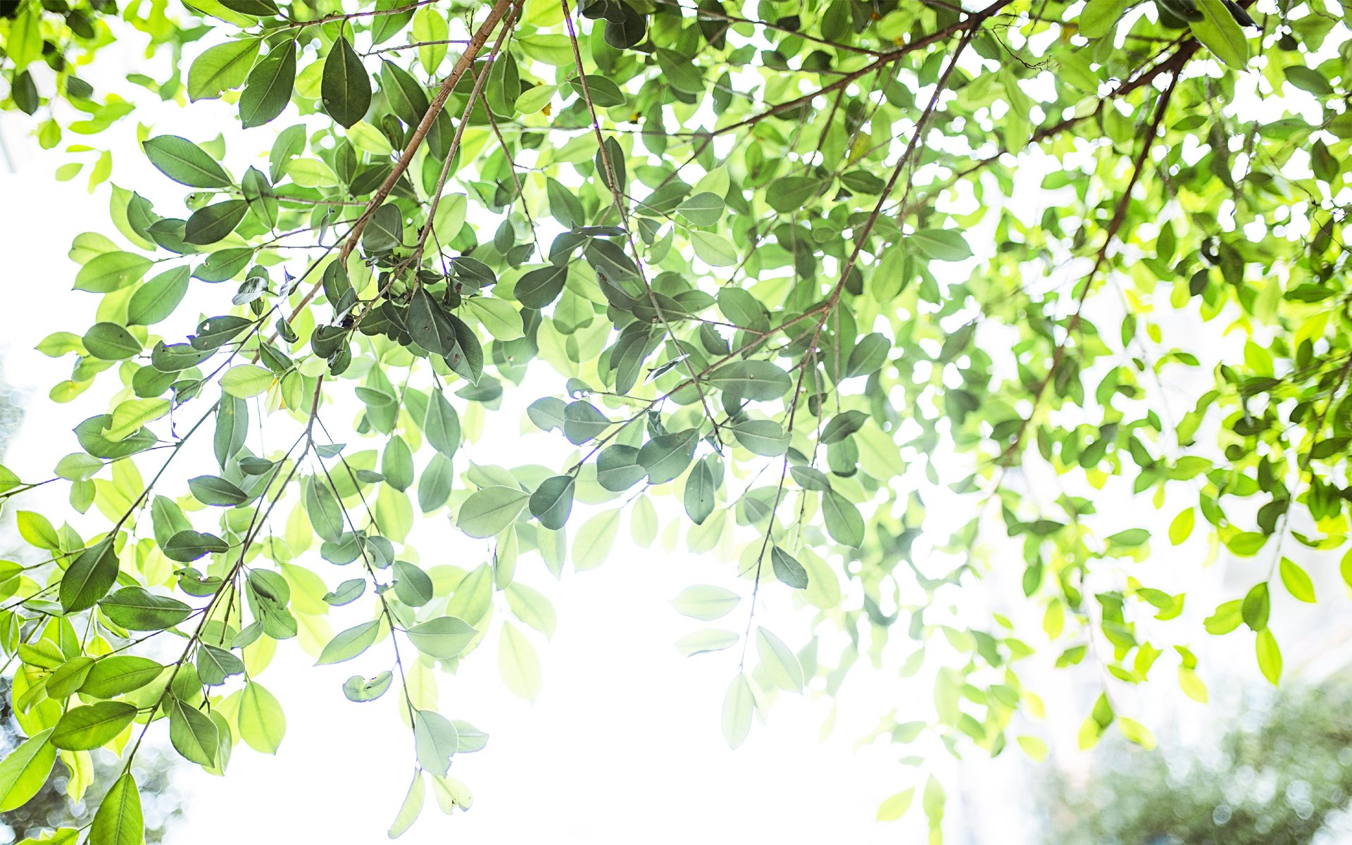 小清新,清新淡雅