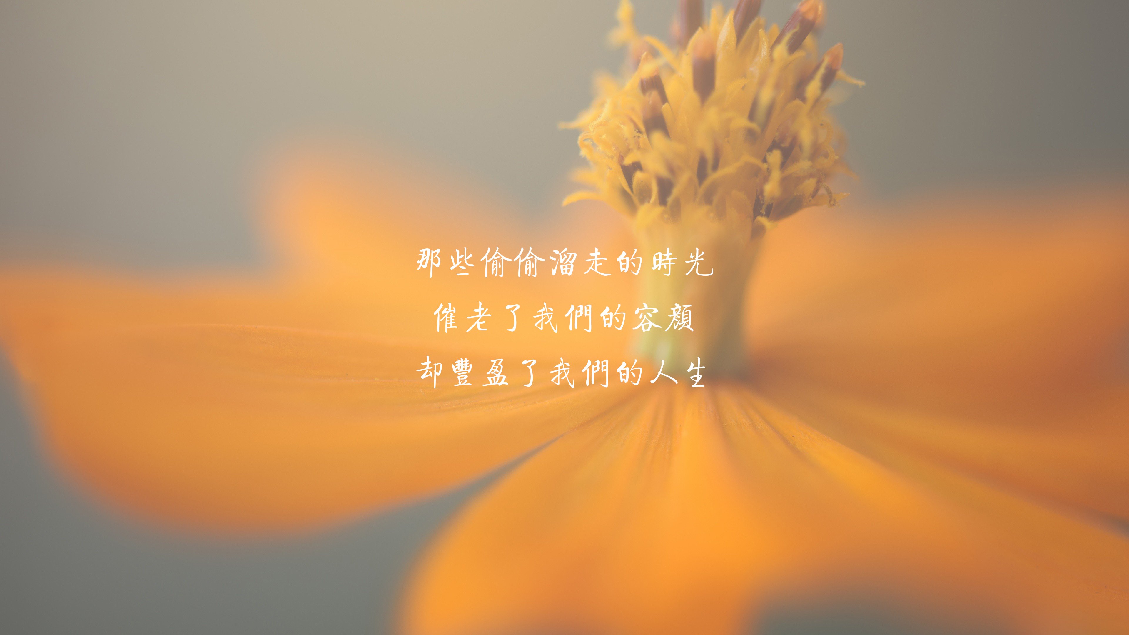 文字,唯美,花卉,时光
