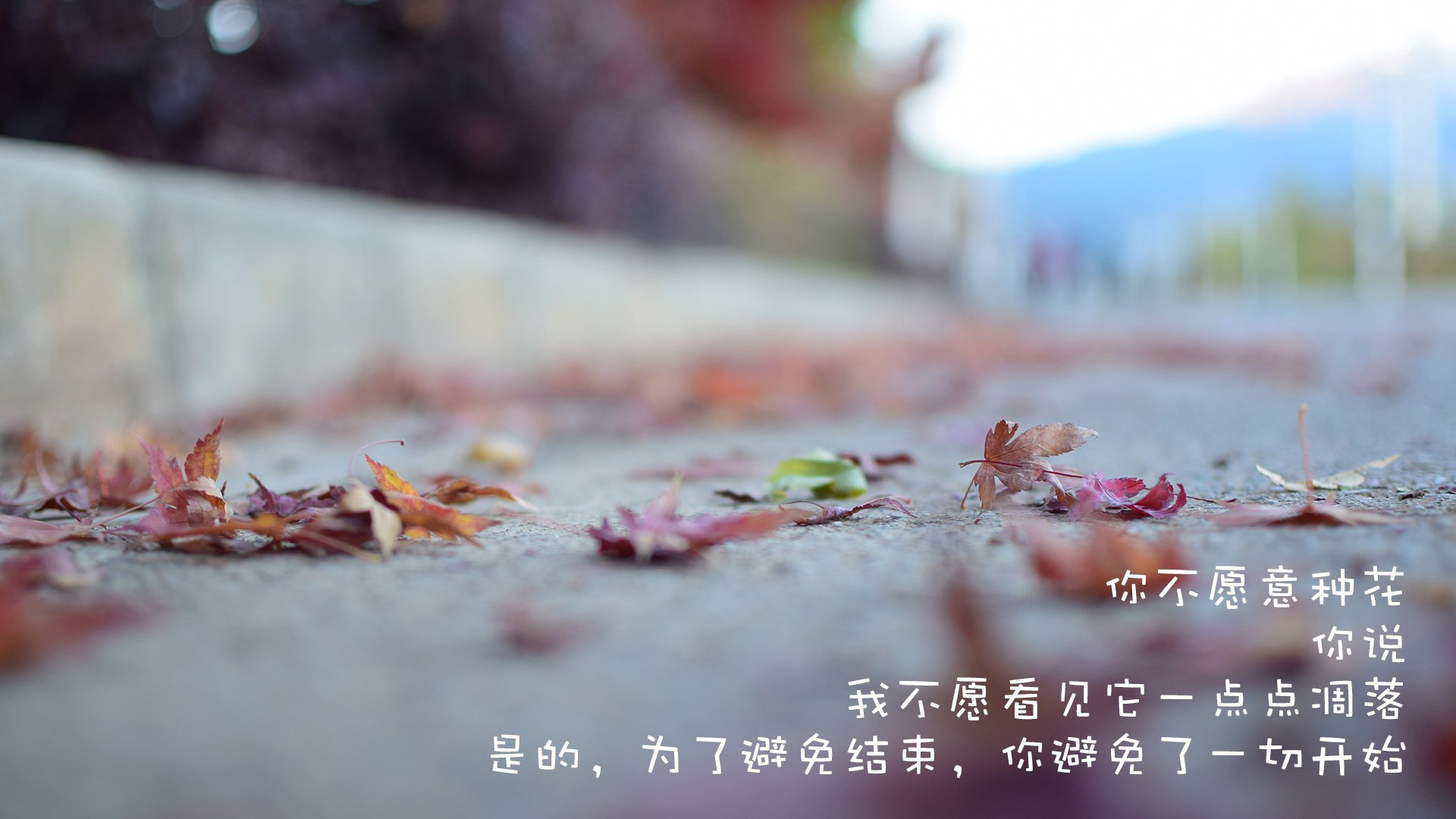 文字控,落叶,凋零