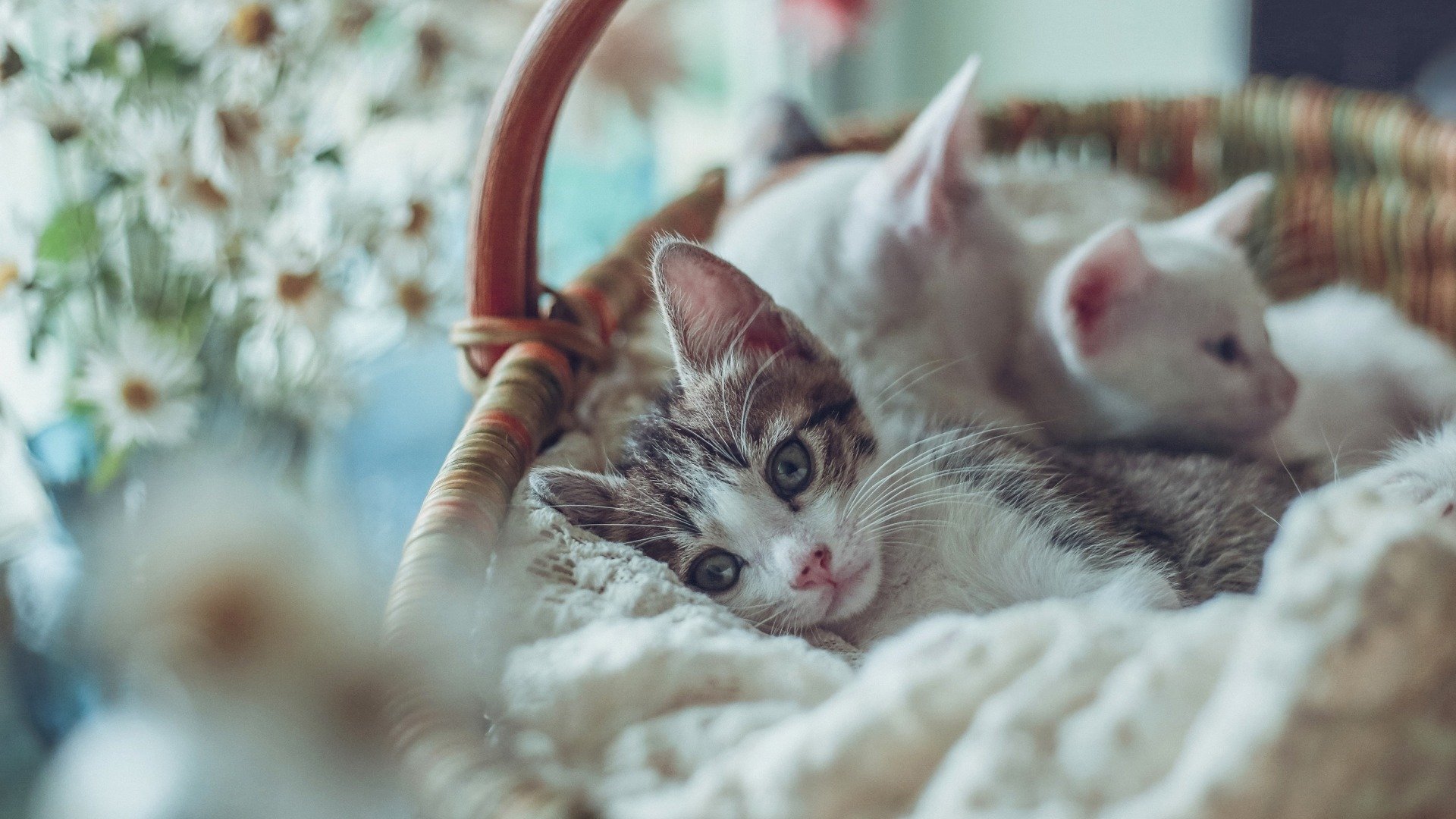 萌宠,喵星人,猫咪