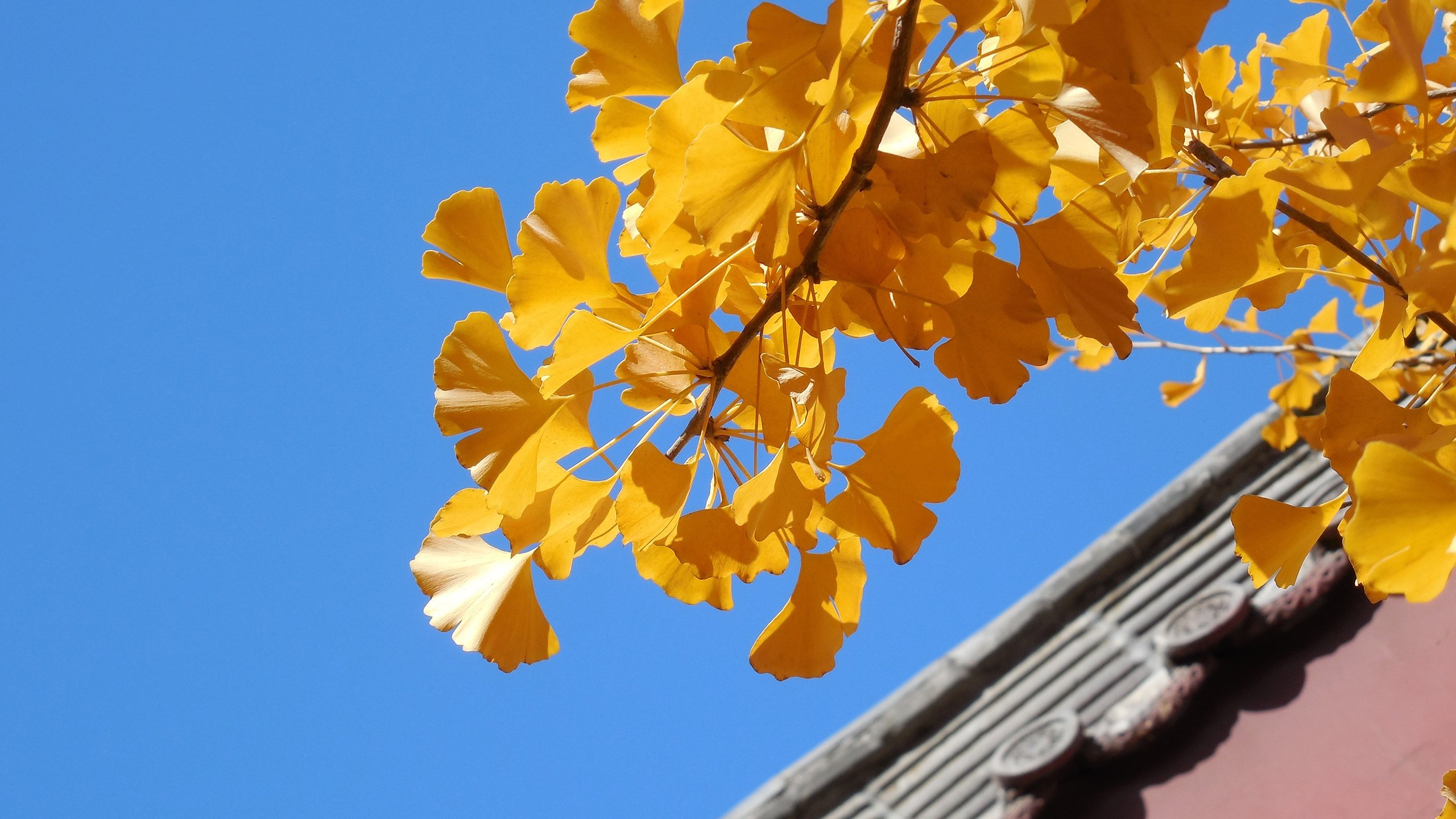 小清新,舒缓压力,杏叶