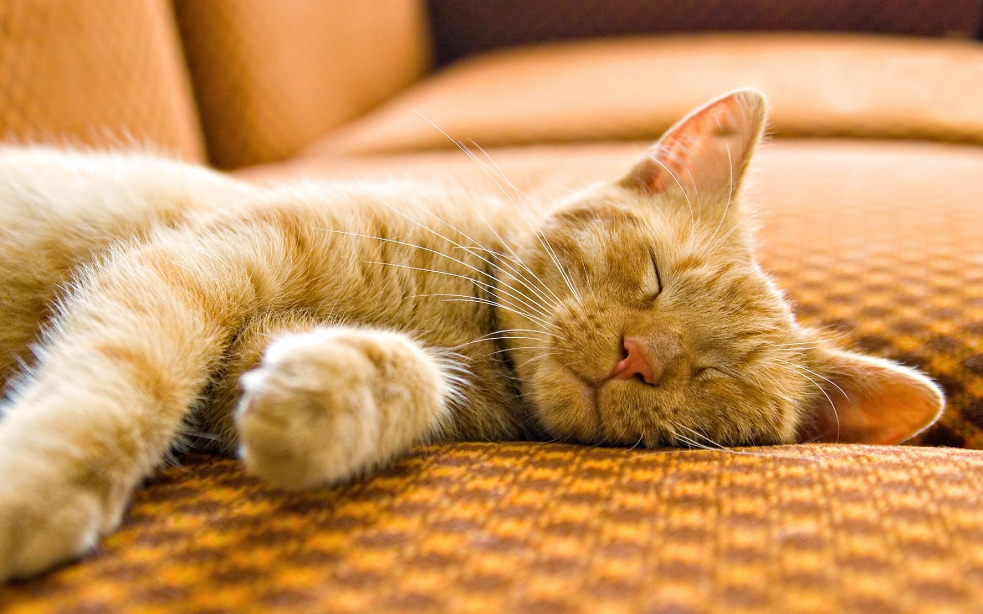 萌宠动物,喵星人,慵懒