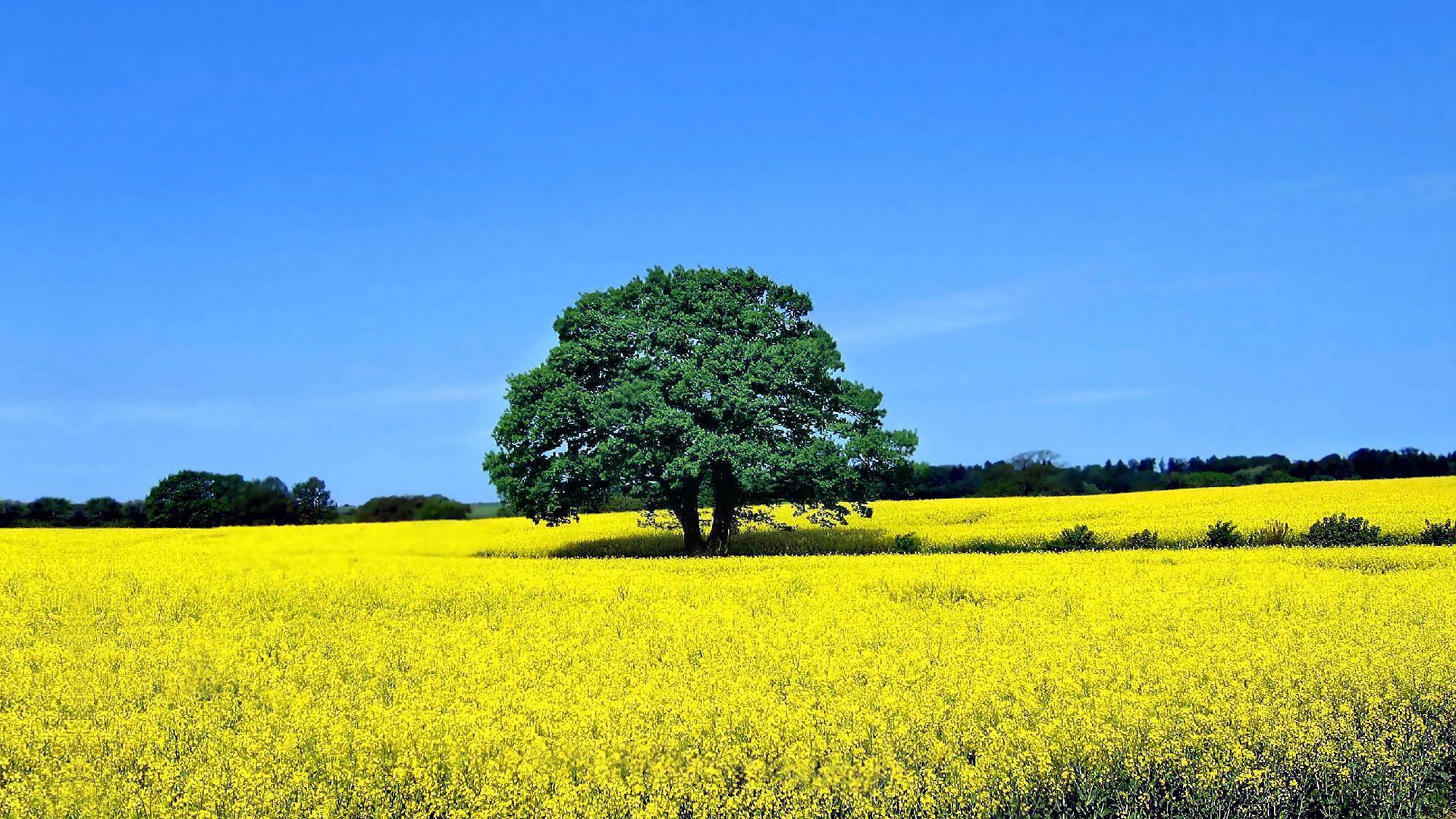 风景,自然风光,田野,油菜花