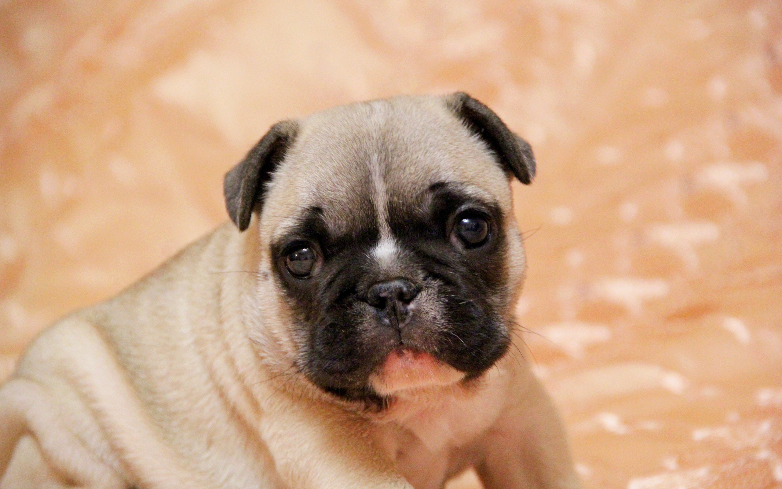 动物,萌宠,狗,小狗