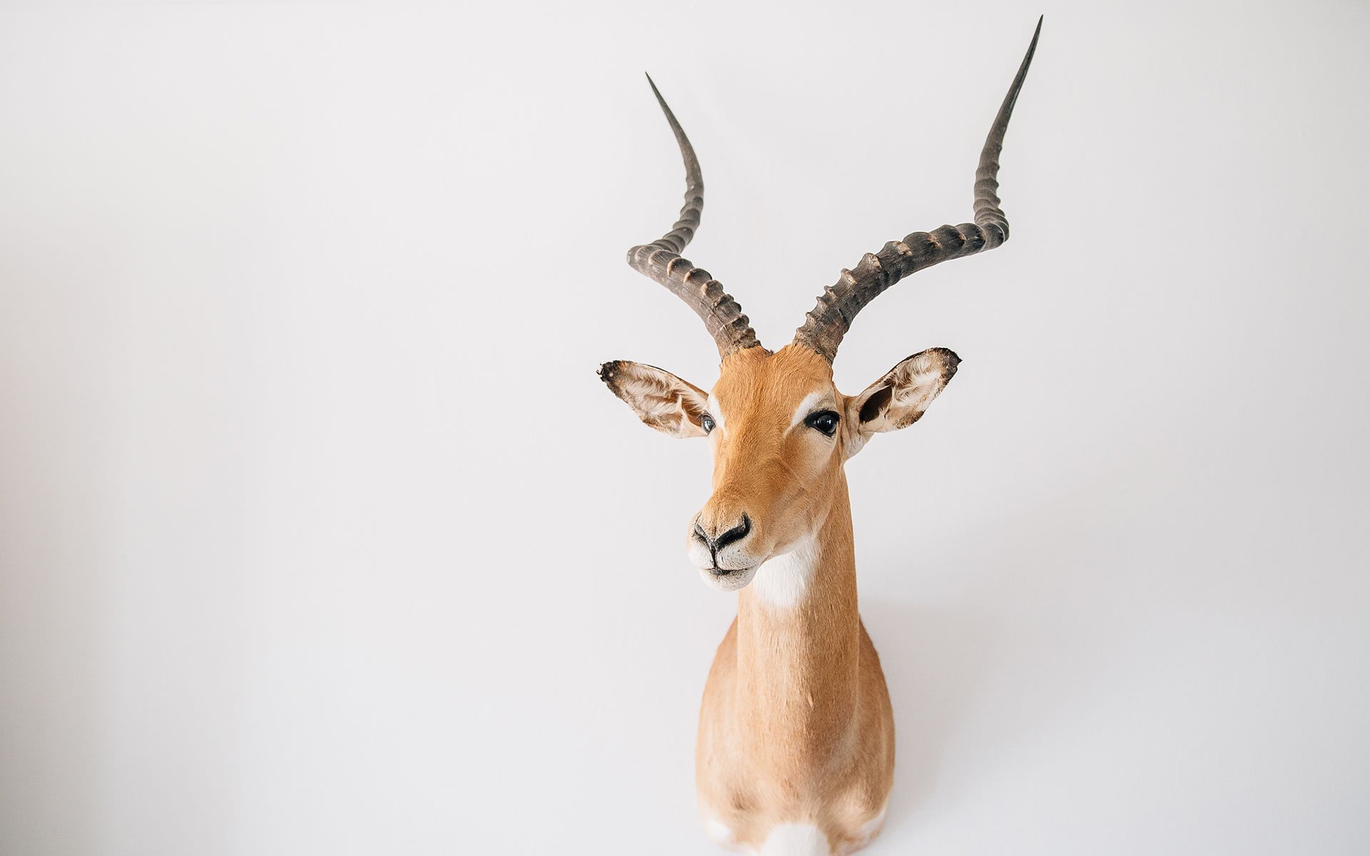 小清新,家居,动物,鹿,墙壁,挂件