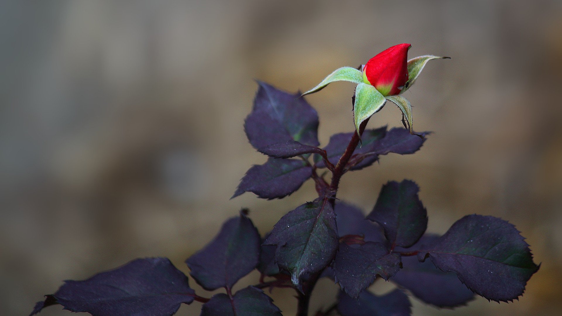 小清新,娇艳欲滴